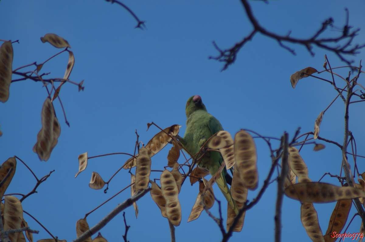 Perruche à collier, perruche, perruche verte, oiseau vert famille perroquet