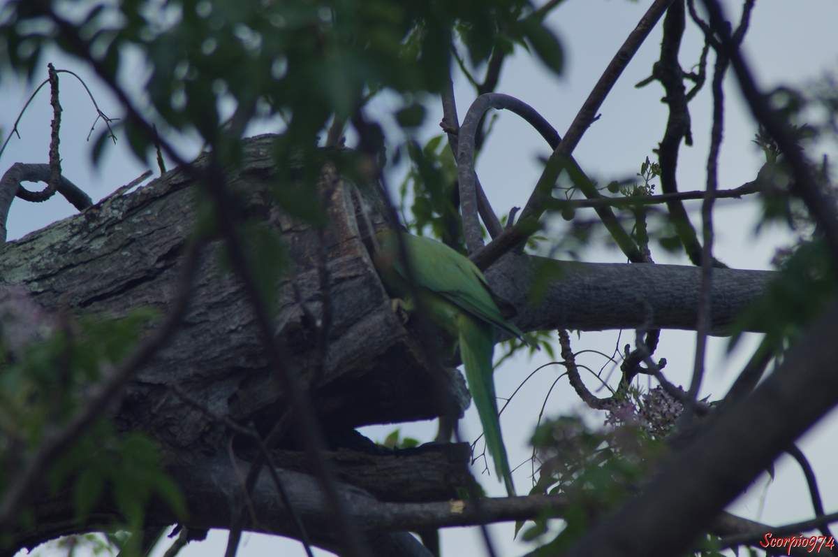 Perruche à collier, perruche, perruche verte, oiseau vert famille perroquet