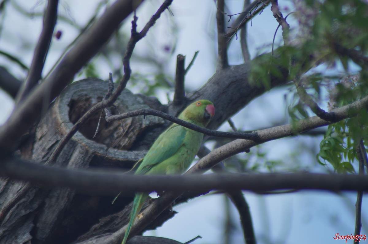Perruche à collier, perruche, perruche verte, oiseau vert famille perroquet