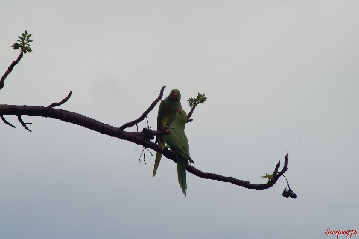 Perruche à collier, perruche, perruche verte, oiseau vert famille perroquet