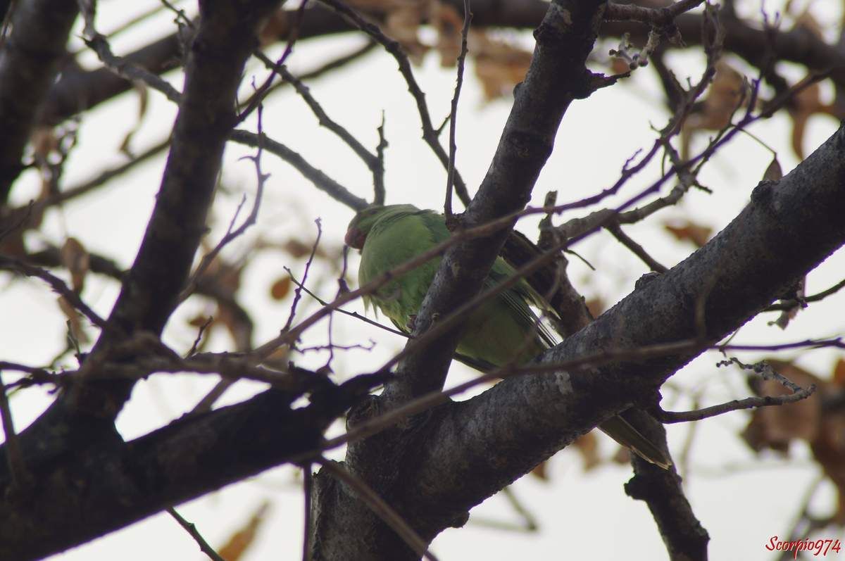 Perruche à collier, perruche, perruche verte, oiseau vert famille perroquet