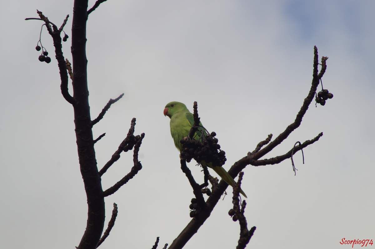 Perruche à collier, perruche, perruche verte, oiseau vert famille perroquet