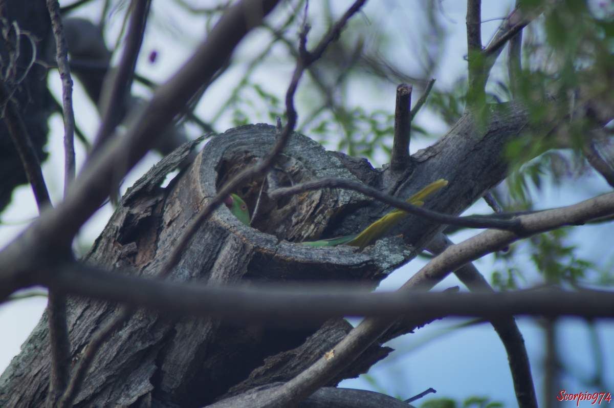 Perruche à collier, perruche, perruche verte, oiseau vert famille perroquet