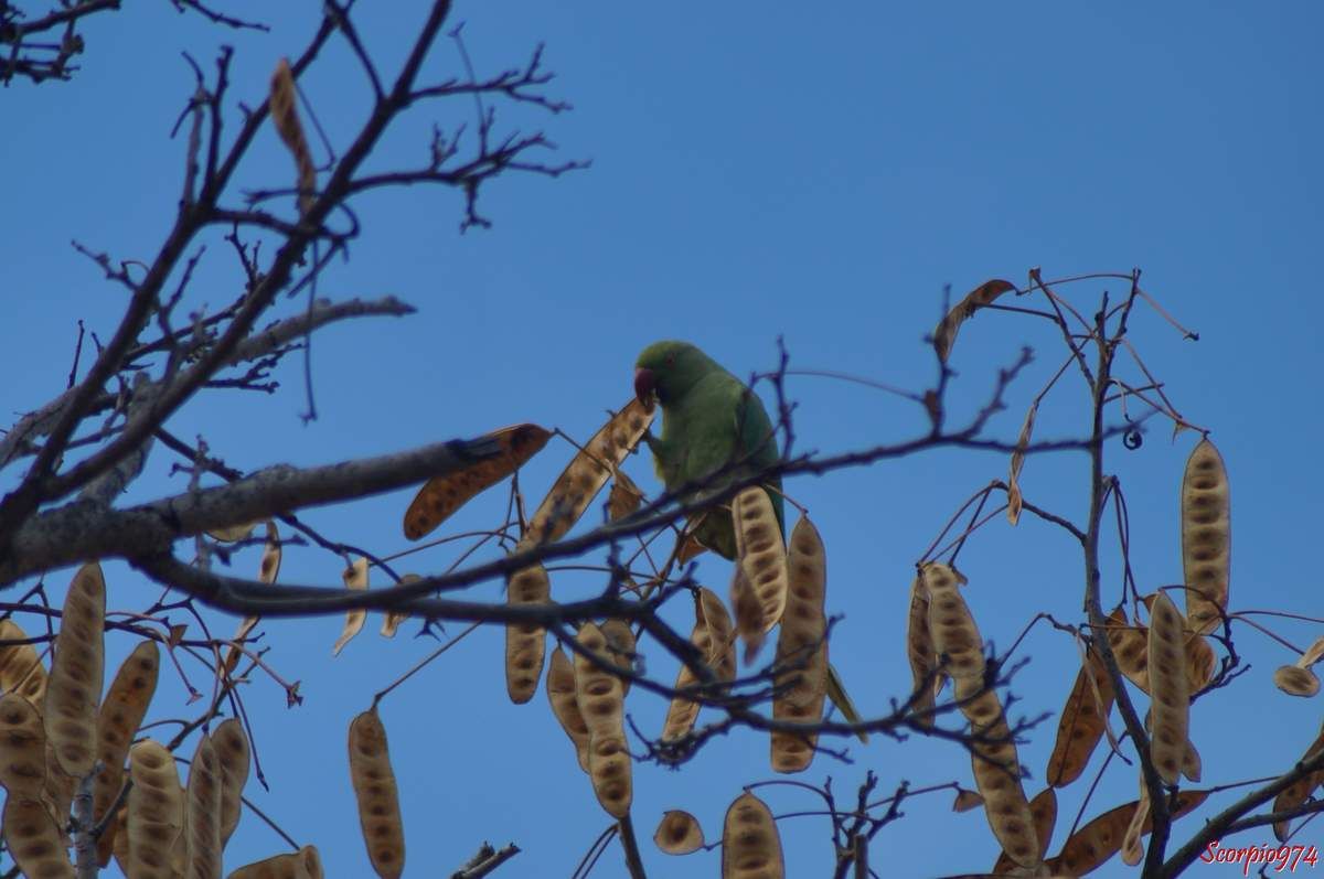 Perruche à collier, perruche, perruche verte, oiseau vert famille perroquet