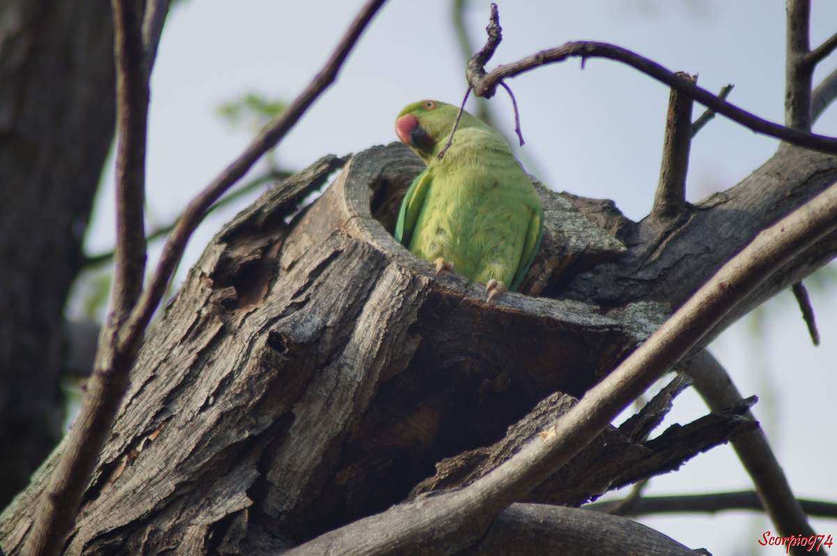 Perruche à collier, perruche, perruche verte, oiseau vert famille perroquet
