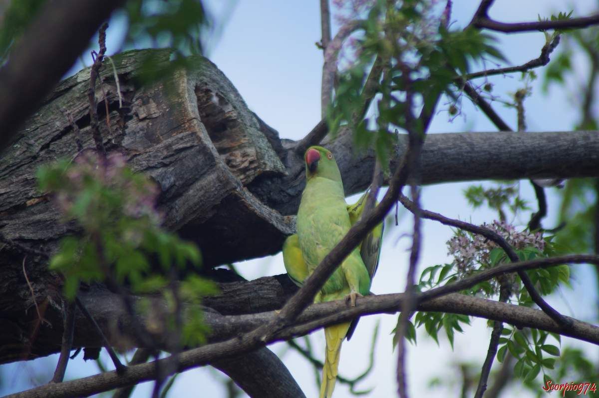 Perruche à collier, perruche, perruche verte, oiseau vert famille perroquet