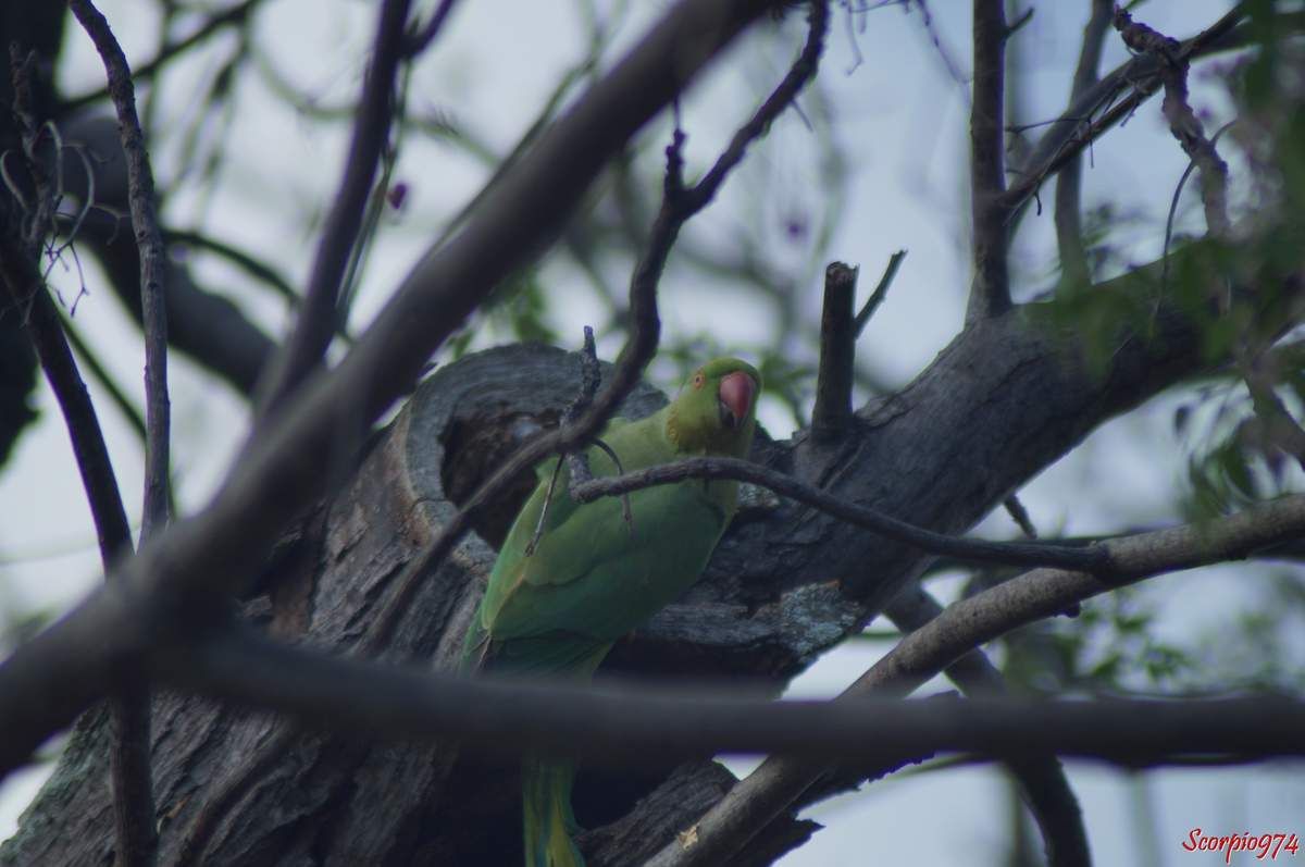 Perruche à collier, perruche, perruche verte, oiseau vert famille perroquet