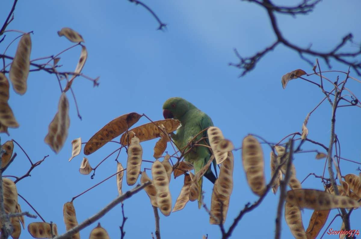 Perruche à collier, perruche, perruche verte, oiseau vert famille perroquet