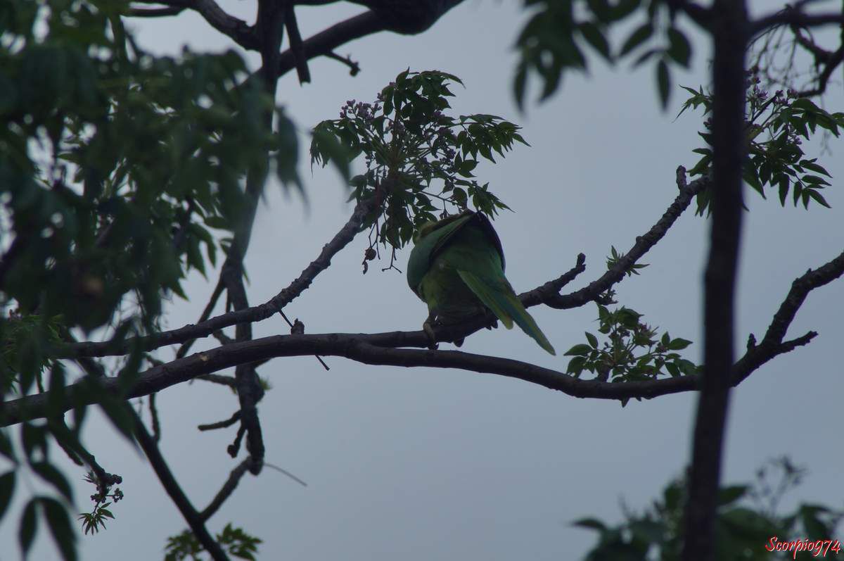 Perruche à collier, perruche, perruche verte, oiseau vert famille perroquet