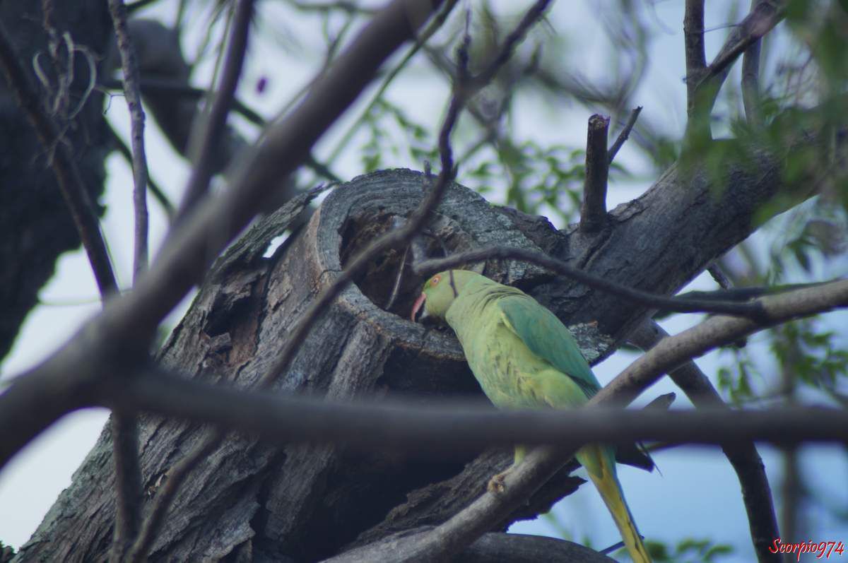 Perruche à collier, perruche, perruche verte, oiseau vert famille perroquet