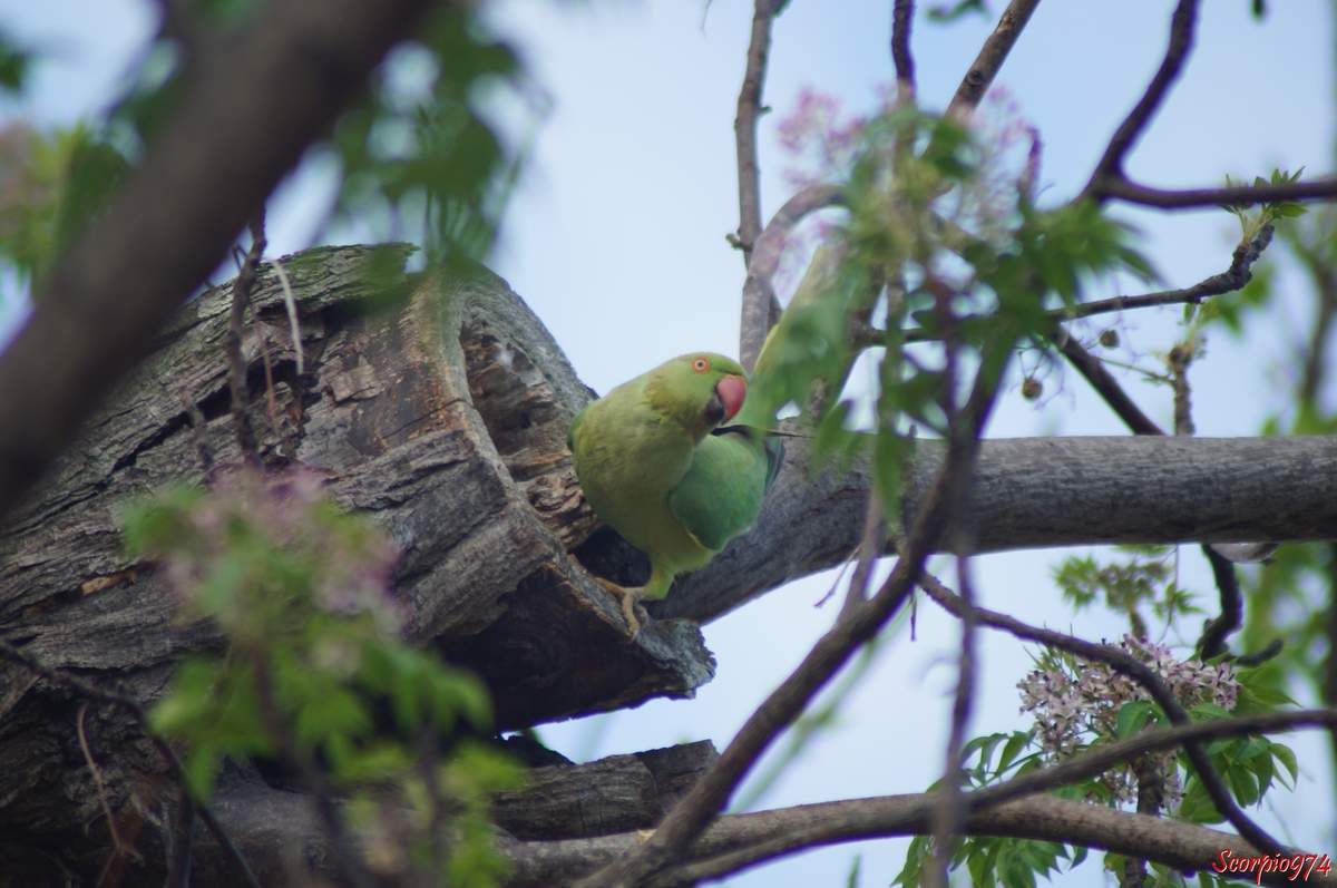 Perruche à collier, perruche, perruche verte, oiseau vert famille perroquet