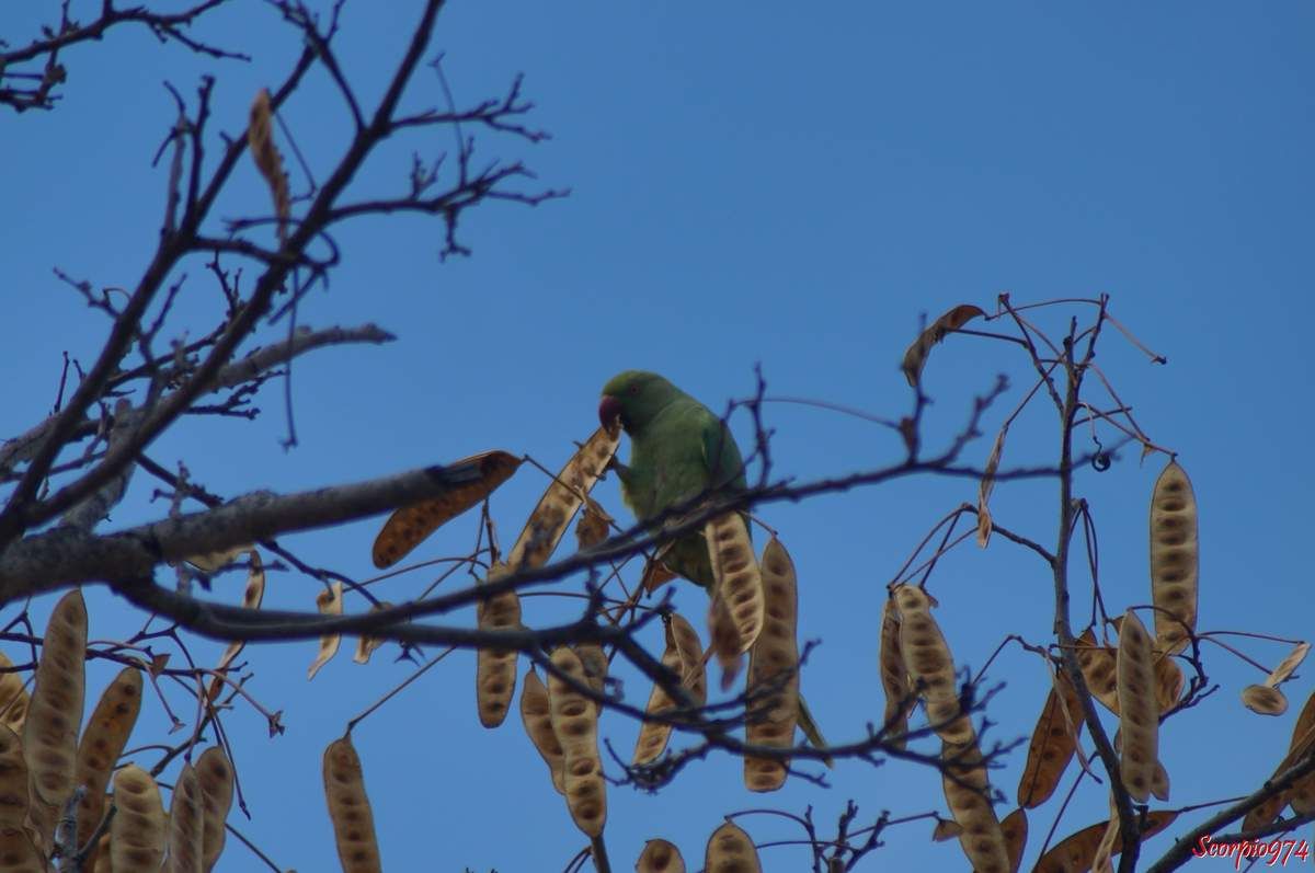 Perruche à collier, perruche, perruche verte, oiseau vert famille perroquet