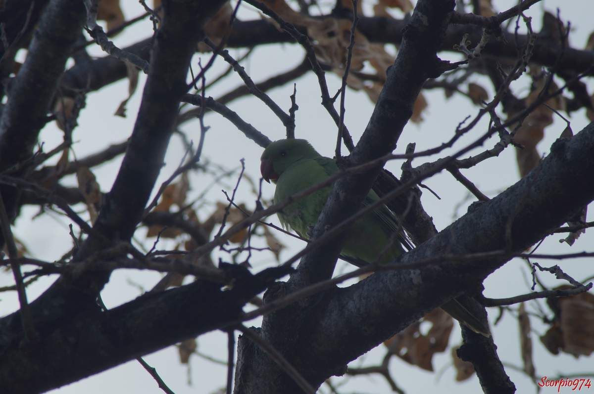 Les perruches à collier.