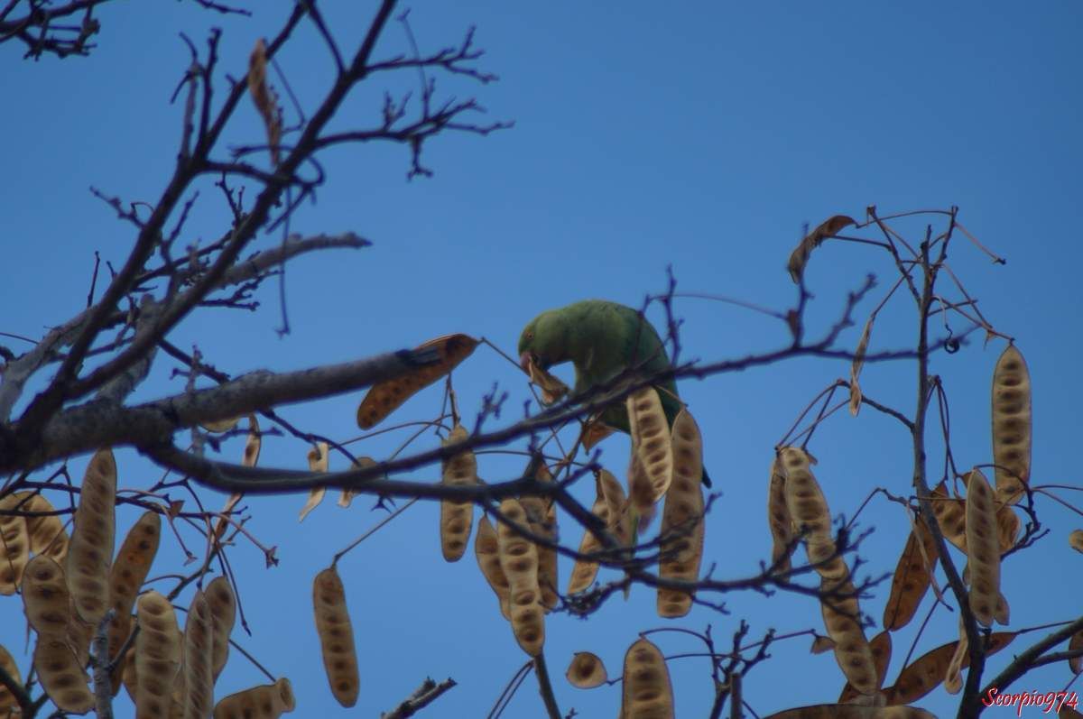 Perruche à collier, perruche, perruche verte, oiseau vert famille perroquet
