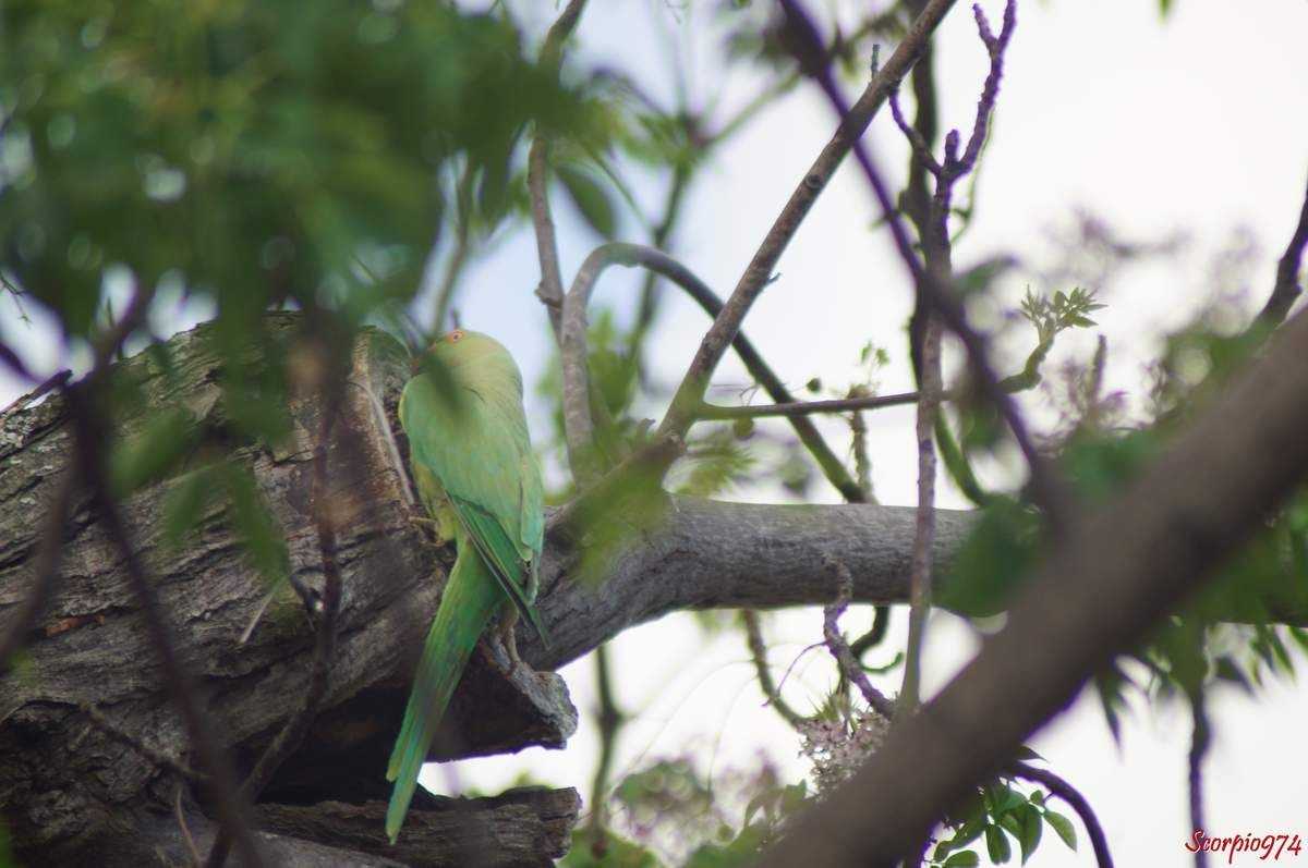 Perruche à collier, perruche, perruche verte, oiseau vert famille perroquet