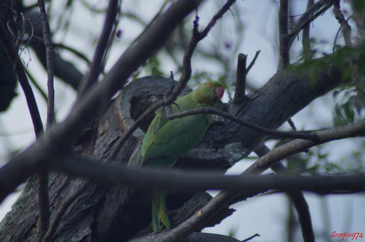 Perruche à collier, perruche, perruche verte, oiseau vert famille perroquet