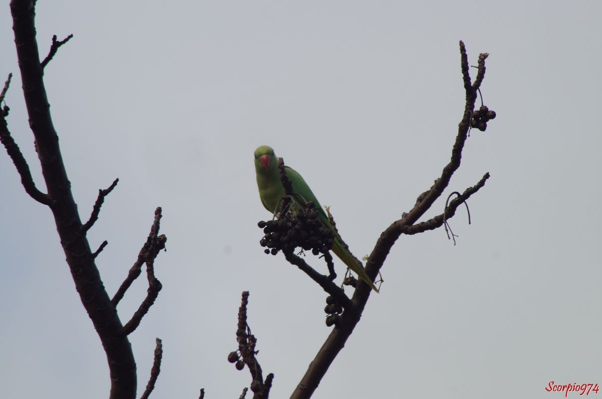Perruche à collier, perruche, perruche verte, oiseau vert famille perroquet