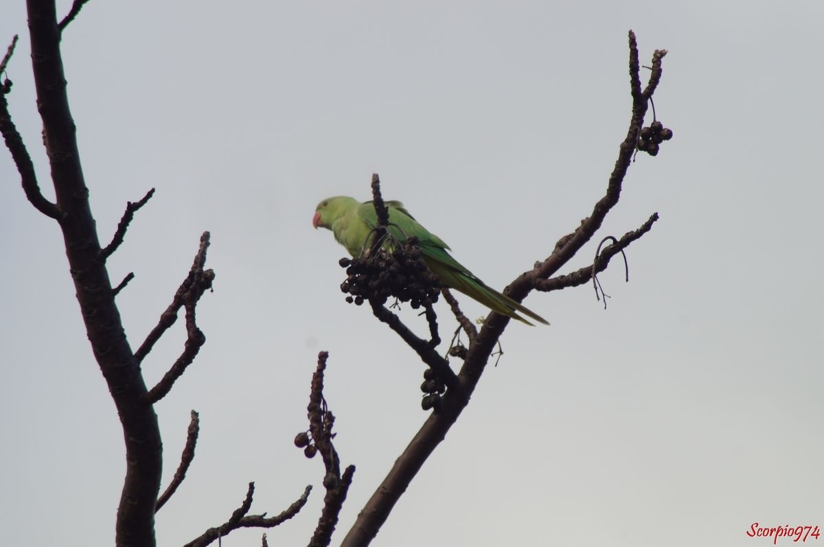 Perruche à collier, perruche, perruche verte, oiseau vert famille perroquet