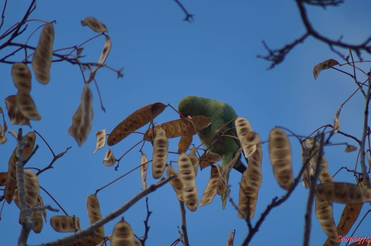 Perruche à collier, perruche, perruche verte, oiseau vert famille perroquet