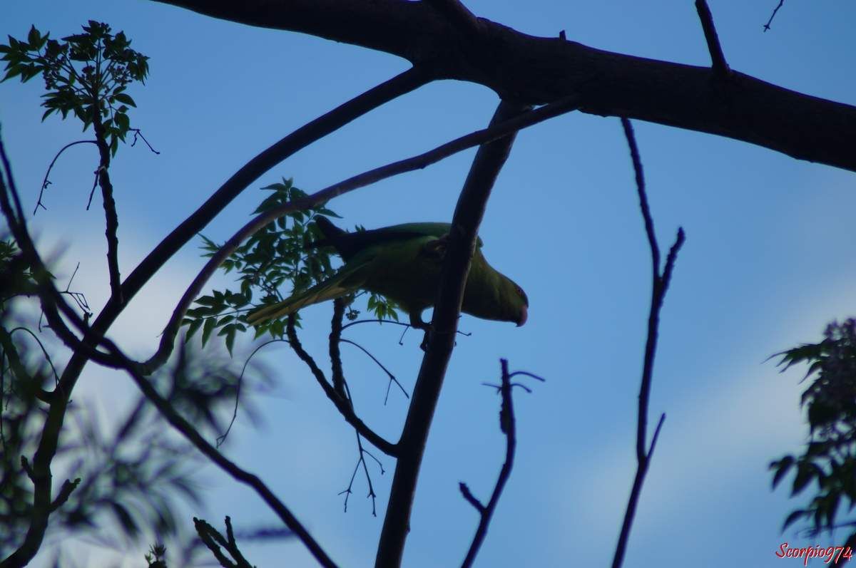Perruche à collier, perruche, perruche verte, oiseau vert famille perroquet