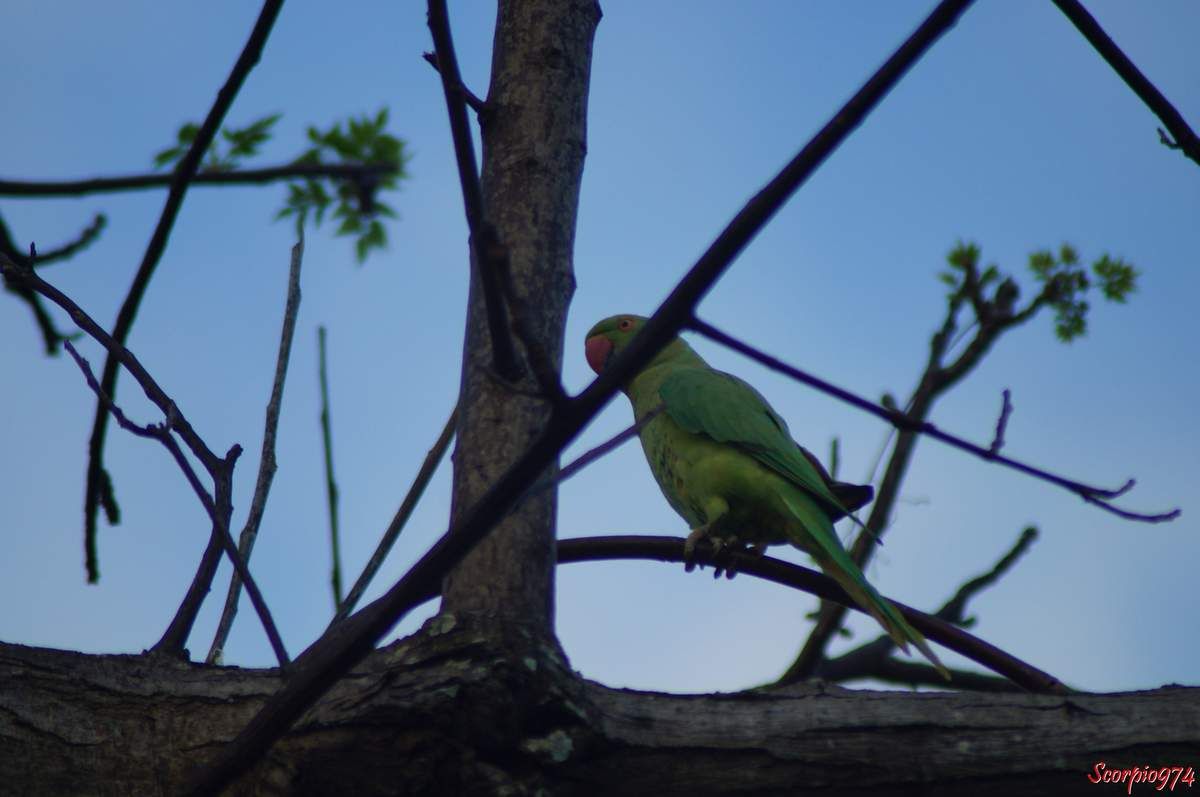 Perruche à collier, perruche, perruche verte, oiseau vert famille perroquet