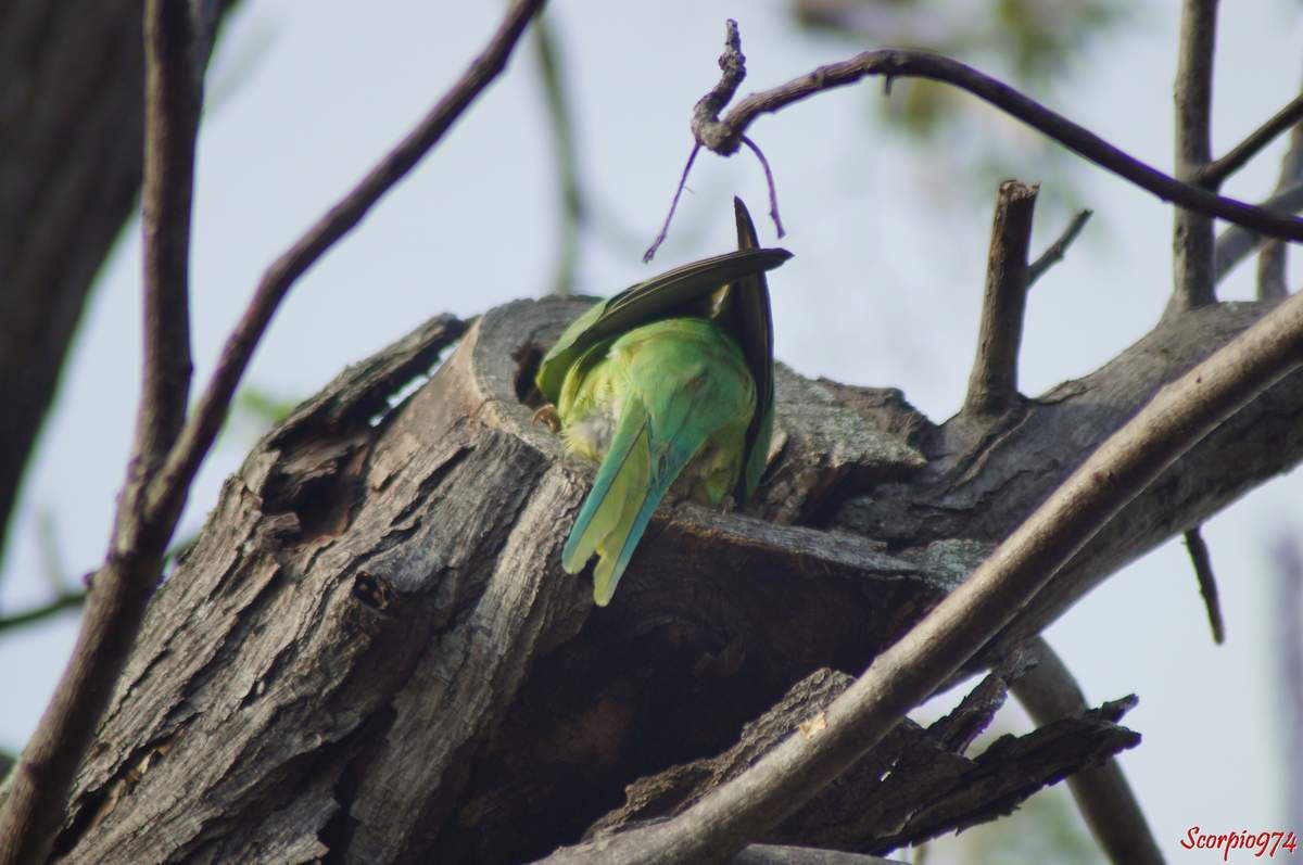 Perruche à collier, perruche, perruche verte, oiseau vert famille perroquet