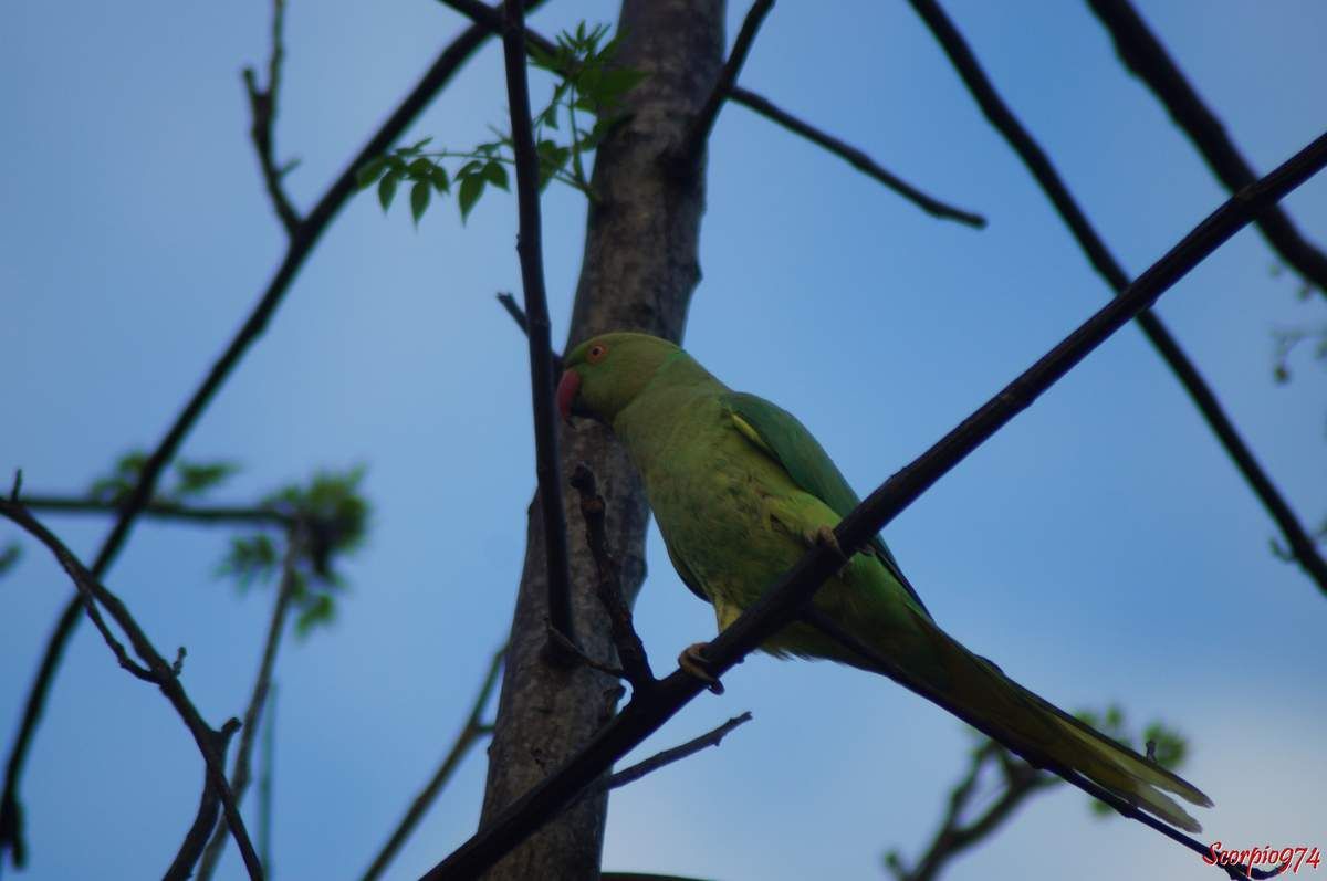 Perruche à collier, perruche, perruche verte, oiseau vert famille perroquet