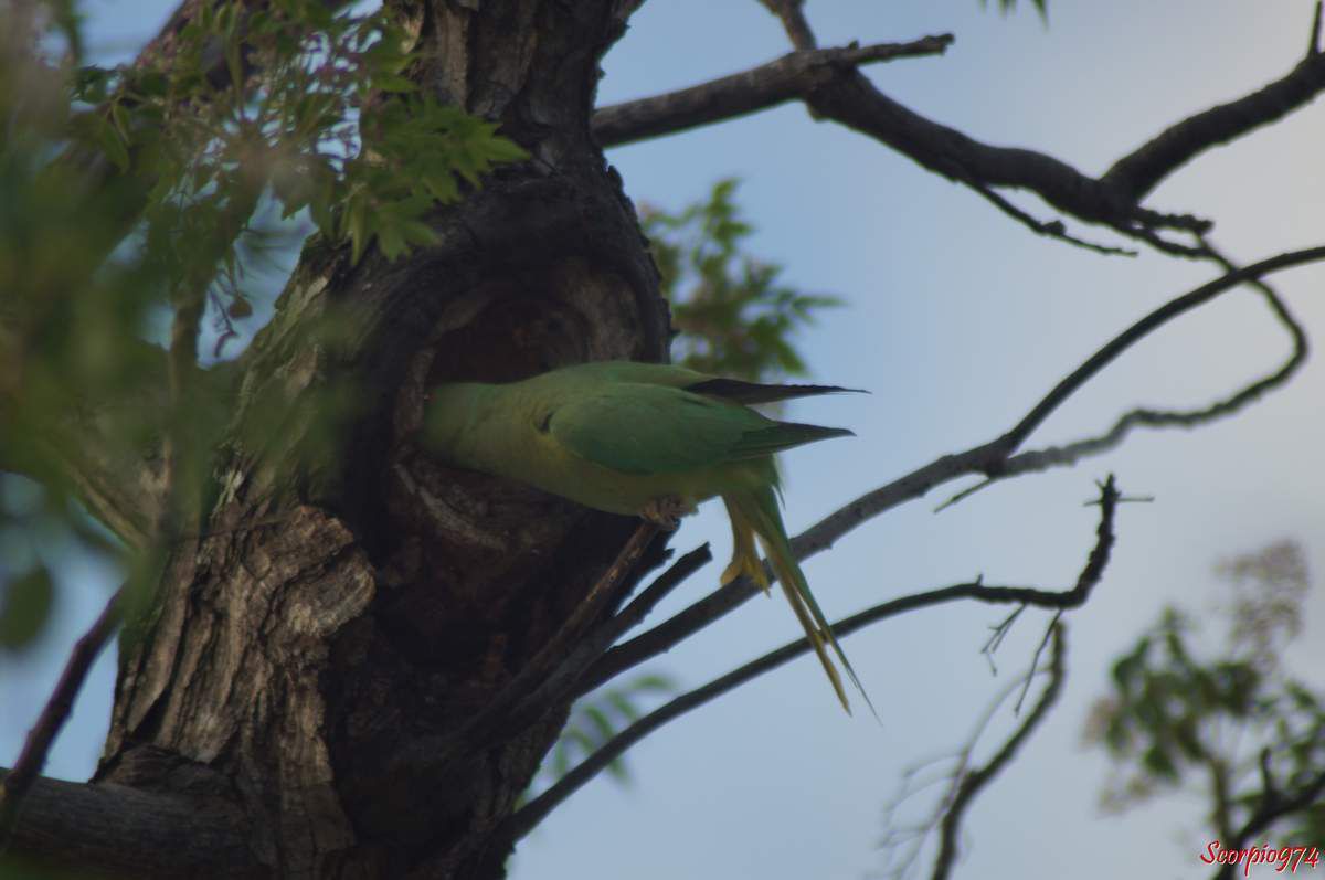 Perruche à collier, perruche, perruche verte, oiseau vert famille perroquet