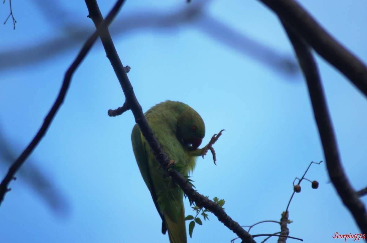 Perruche à collier, perruche, perruche verte, oiseau vert famille perroquet