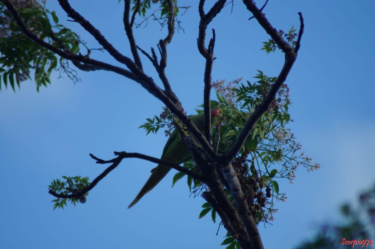 Perruche à collier, perruche, perruche verte, oiseau vert famille perroquet