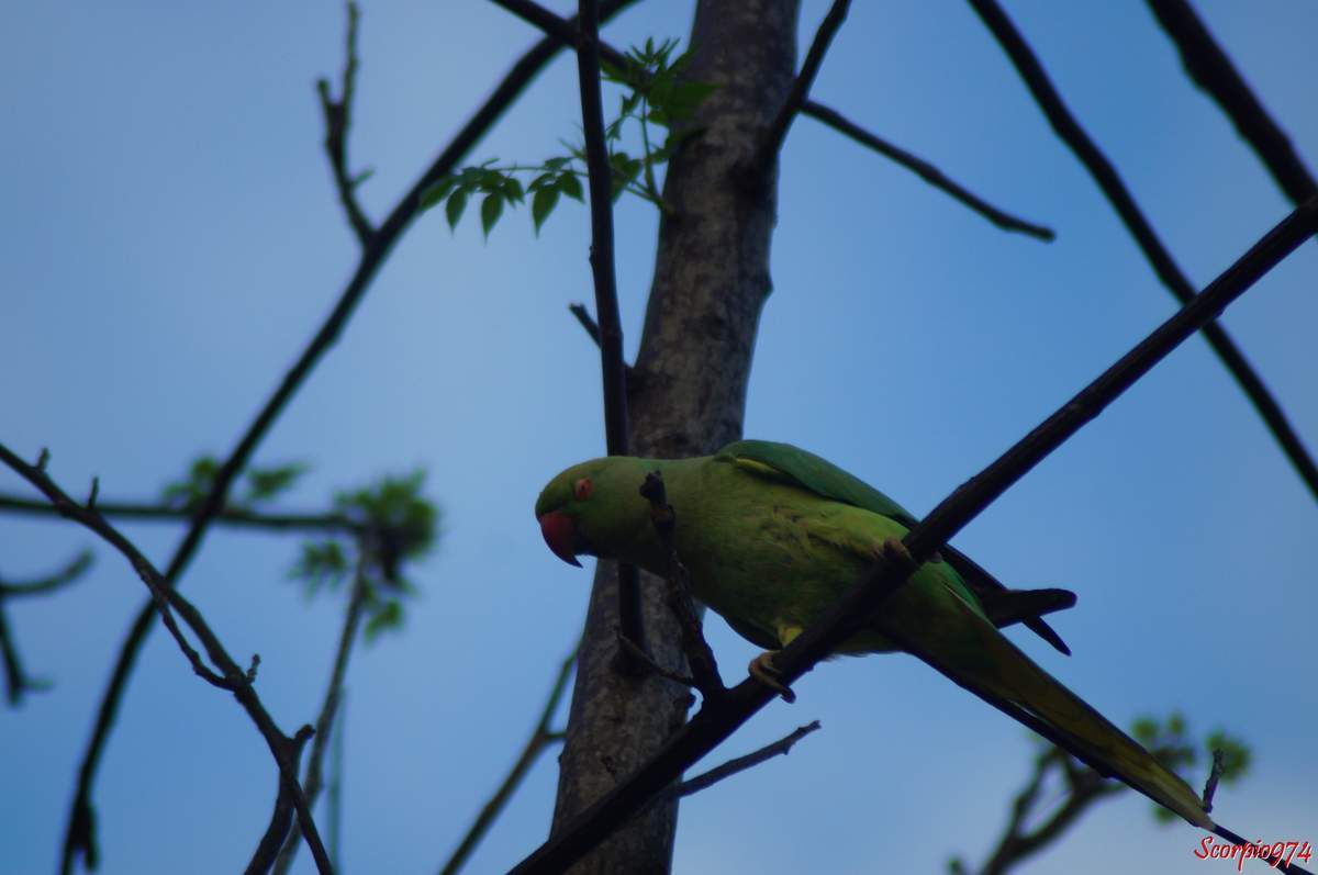 Perruche à collier, perruche, perruche verte, oiseau vert famille perroquet