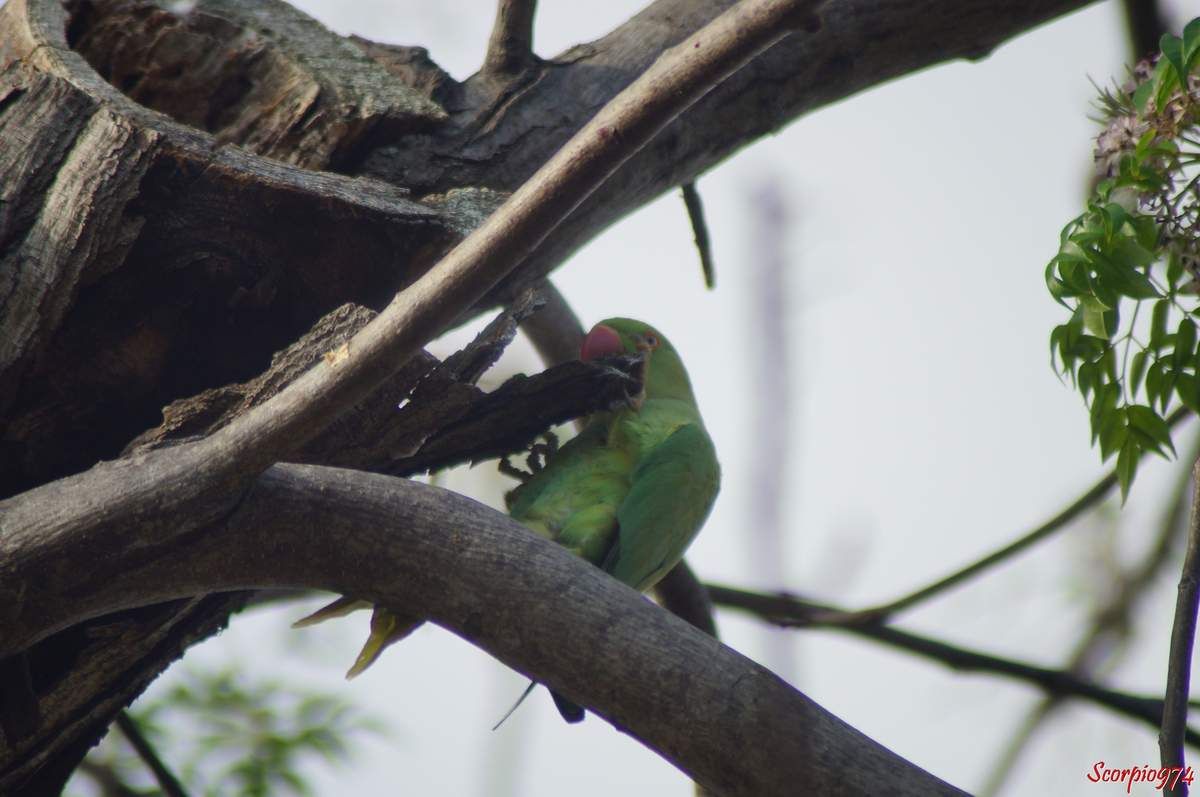 Perruche à collier, perruche, perruche verte, oiseau vert famille perroquet