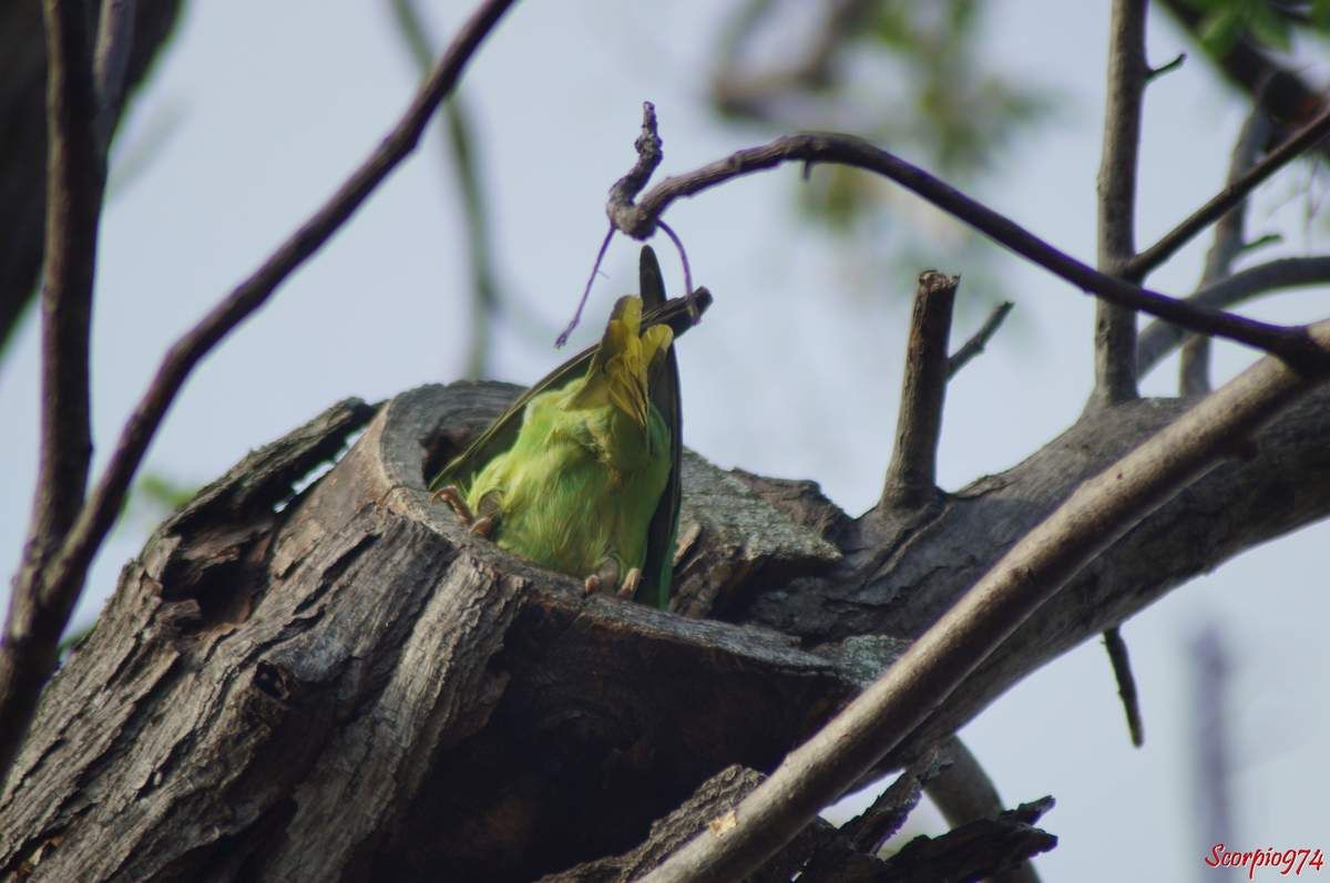 Perruche à collier, perruche, perruche verte, oiseau vert famille perroquet