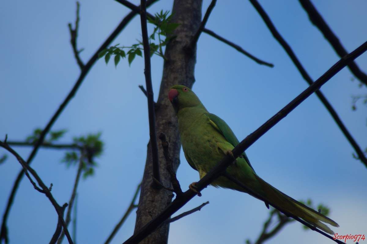 Perruche à collier, perruche, perruche verte, oiseau vert famille perroquet, Psittacula krameri