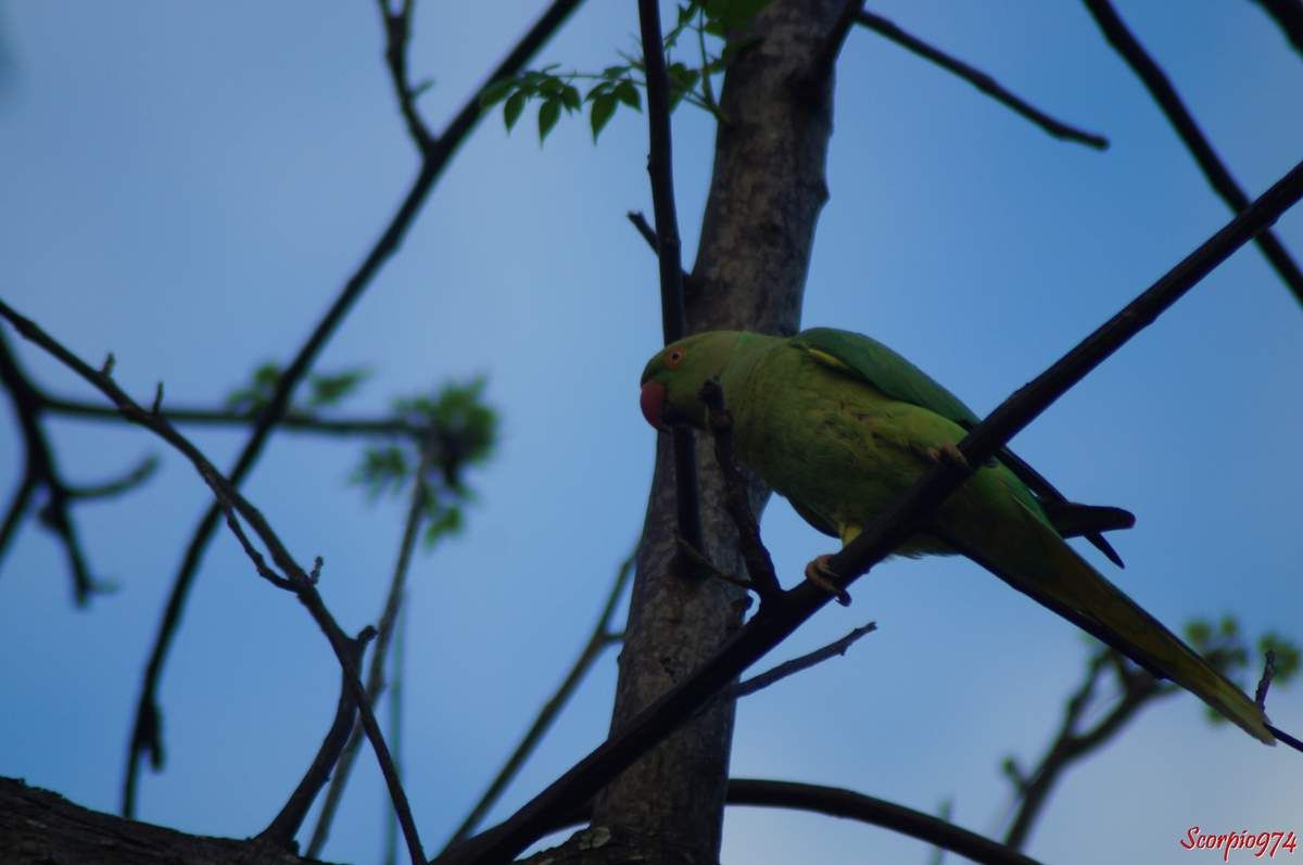 Perruche à collier, perruche, perruche verte, oiseau vert famille perroquet