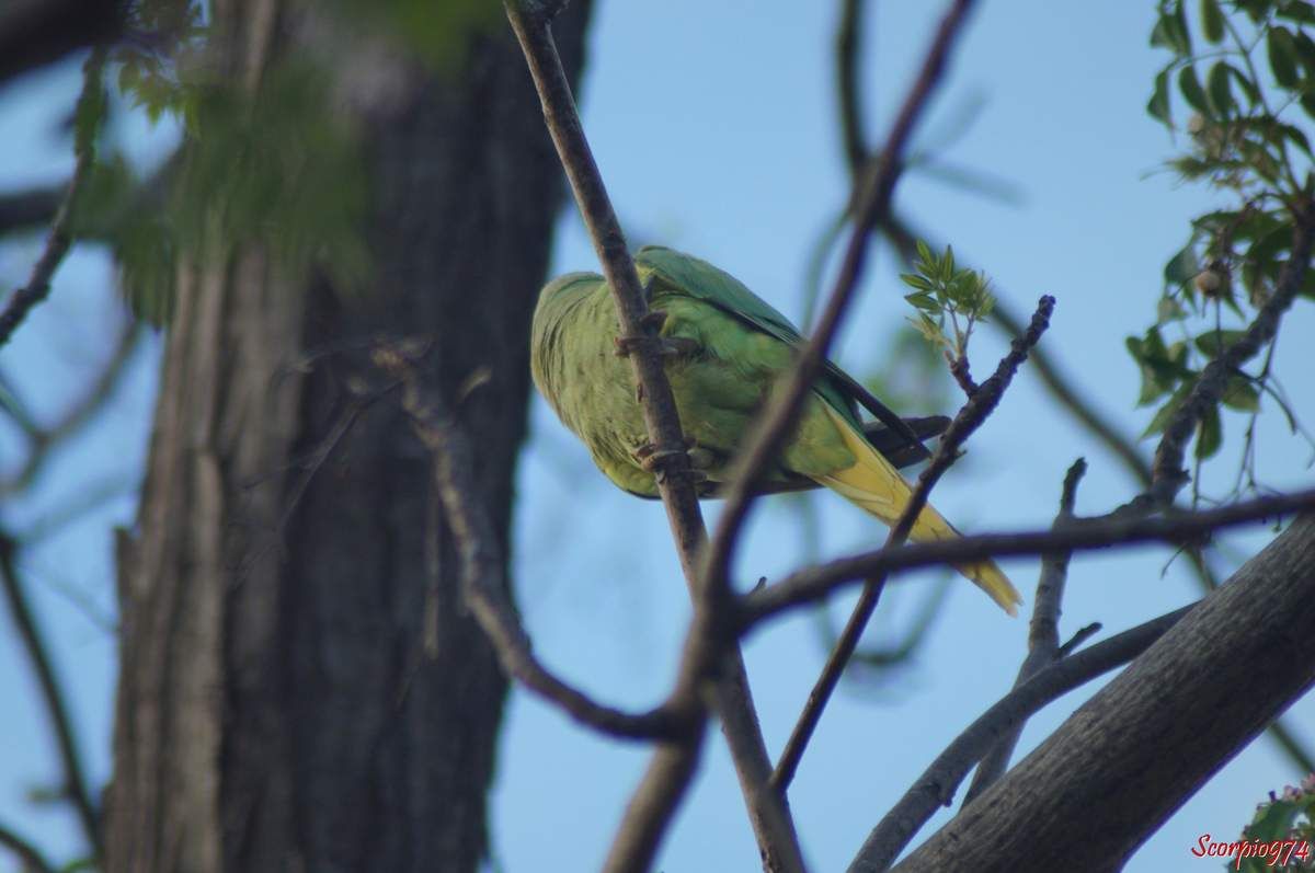 Perruche à collier, perruche, perruche verte, oiseau vert famille perroquet