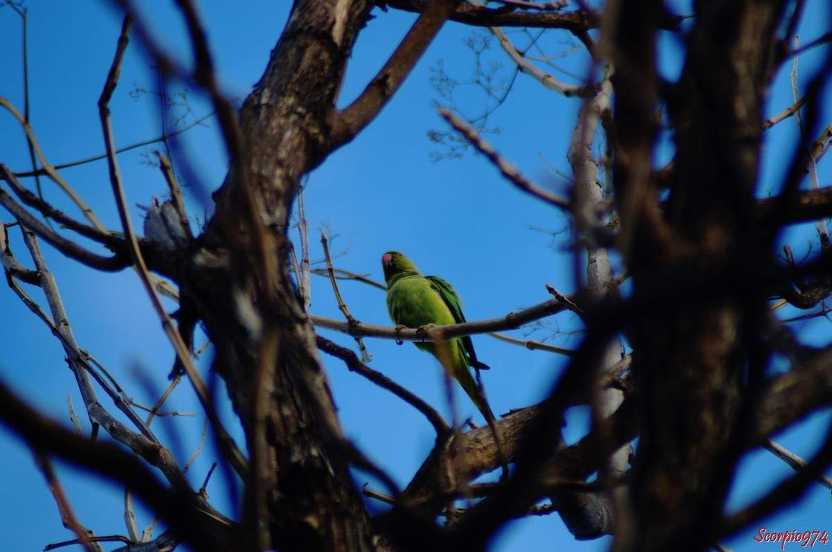 Perruche à collier, perruche, perruche verte, oiseau vert famille perroquet