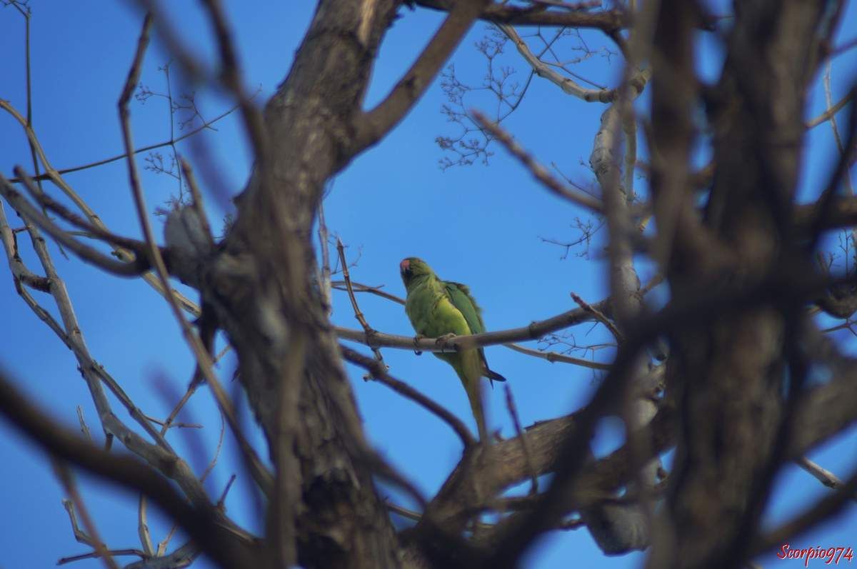Perruche à collier, perruche, perruche verte, oiseau vert famille perroquet
