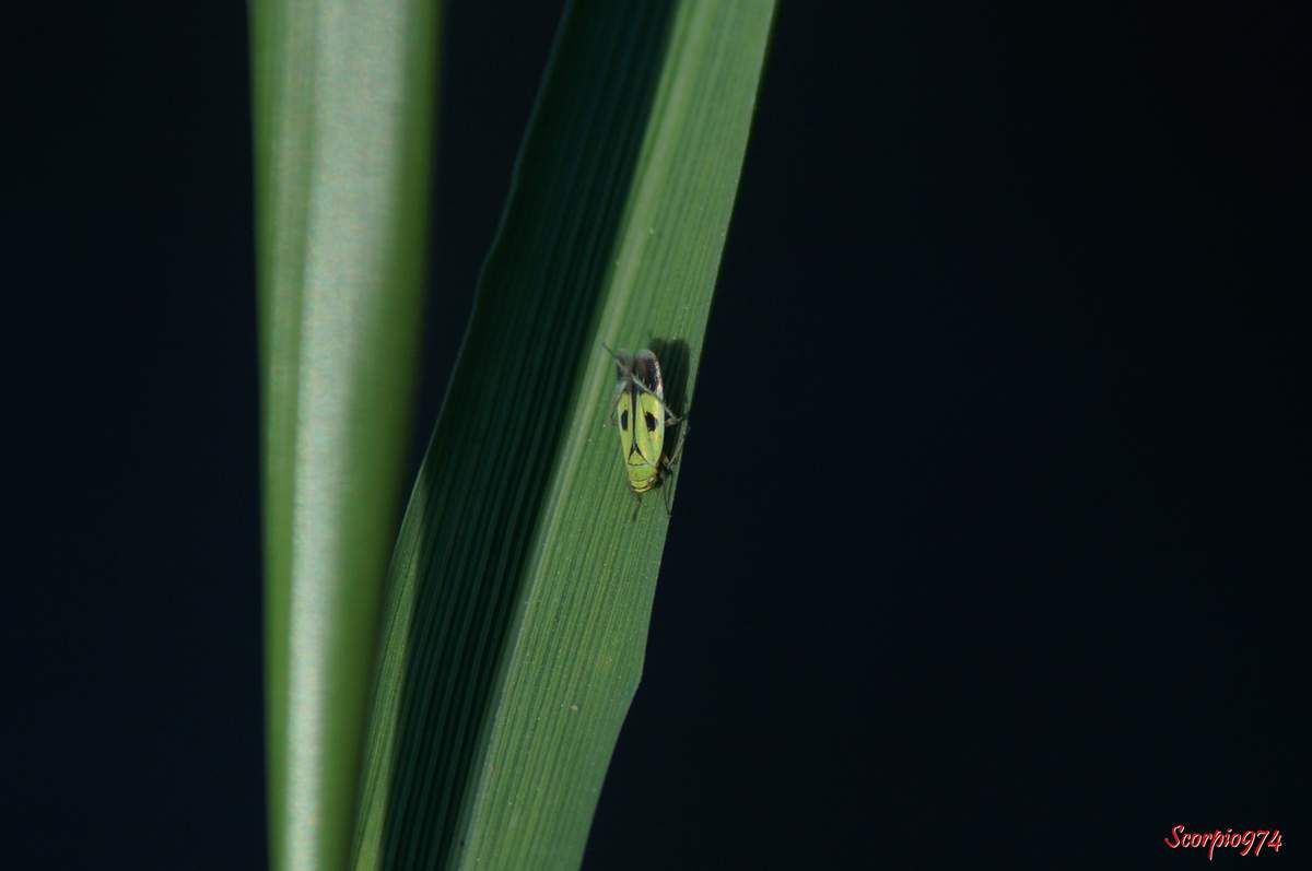 Une cicadelle Nephotettix modulatus (Melichar, 1912). 