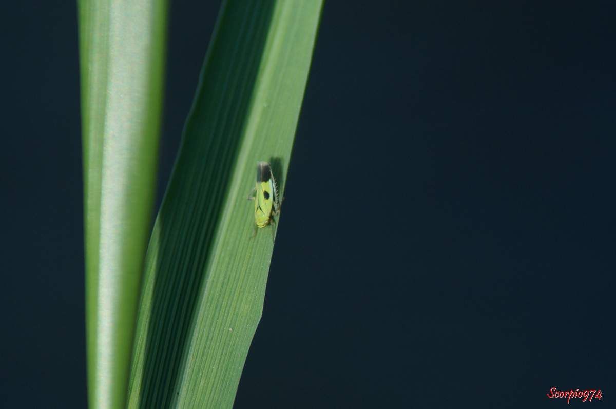 Cicadelle, cicadelle 974, cicadelle Réunion, cicadelle à la Réunion, cicadelle de la Réunion, cicadelle étang du Gol, cicadelle à Saint-Louis, insecte à l'étang du Gol, insecte, insecte à la Réunion, insecte Réunion, insecte 974, insecte de la Réunion, insecte vert tacheté de noir, insecte vert tacheté de noir 974, insecte vert tacheté de noir Réunion, insecte vert tacheté de noir à la Réunion, insecte vert tacheté de noir de la Réunion, insecte volant vert, insecte volant vert 974, insecte volant vert Réunion, insecte volant vert à la Réunion, insecte volant vert de la Réunion, cicadelle verte, cicadelle verte Réunion, cicadelle verte 974, cicadelle verte à la Réunion, cicadelle verte de la Réunion, Nephotettix modulatus (Melichar, 1912), Nephotettix modulatus (Melichar, 1912) 974, Nephotettix modulatus (Melichar, 1912) Réunion, Nephotettix modulatus (Melichar, 1912) de la Réunion, Nephotettix modulatus (Melichar, 1912) à la Réunion, Nephotettix modulatus, Nephotettix modulatus 974, Nephotettix modulatus Réunion, Nephotettix modulatus à la Réunion, Nephotettix modulatus de la Réunion, Nephotettix 974, Nephotettix, Nephotettix Réunion, Nephotettix à la Réunion, Nephotettix de la Réunion