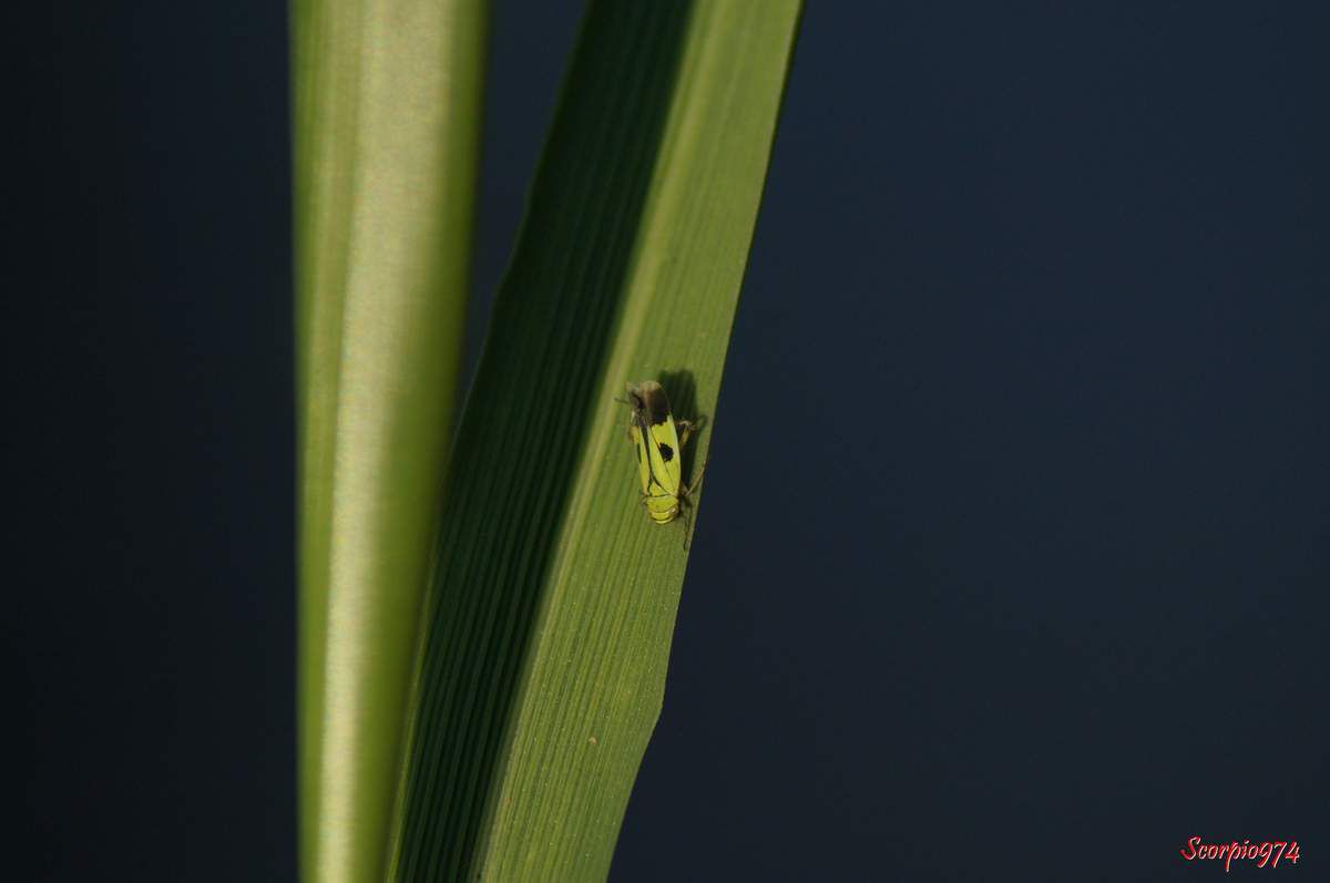 Cicadelle, cicadelle 974, cicadelle Réunion, cicadelle à la Réunion, cicadelle de la Réunion, cicadelle étang du Gol, cicadelle à Saint-Louis, insecte à l'étang du Gol, insecte, insecte à la Réunion, insecte Réunion, insecte 974, insecte de la Réunion, insecte vert tacheté de noir, insecte vert tacheté de noir 974, insecte vert tacheté de noir Réunion, insecte vert tacheté de noir à la Réunion, insecte vert tacheté de noir de la Réunion, insecte volant vert, insecte volant vert 974, insecte volant vert Réunion, insecte volant vert à la Réunion, insecte volant vert de la Réunion, cicadelle verte, cicadelle verte Réunion, cicadelle verte 974, cicadelle verte à la Réunion, cicadelle verte de la Réunion, Nephotettix modulatus (Melichar, 1912), Nephotettix modulatus (Melichar, 1912) 974, Nephotettix modulatus (Melichar, 1912) Réunion, Nephotettix modulatus (Melichar, 1912) de la Réunion, Nephotettix modulatus (Melichar, 1912) à la Réunion, Nephotettix modulatus, Nephotettix modulatus 974, Nephotettix modulatus Réunion, Nephotettix modulatus à la Réunion, Nephotettix modulatus de la Réunion, Nephotettix 974, Nephotettix, Nephotettix Réunion, Nephotettix à la Réunion, Nephotettix de la Réunion