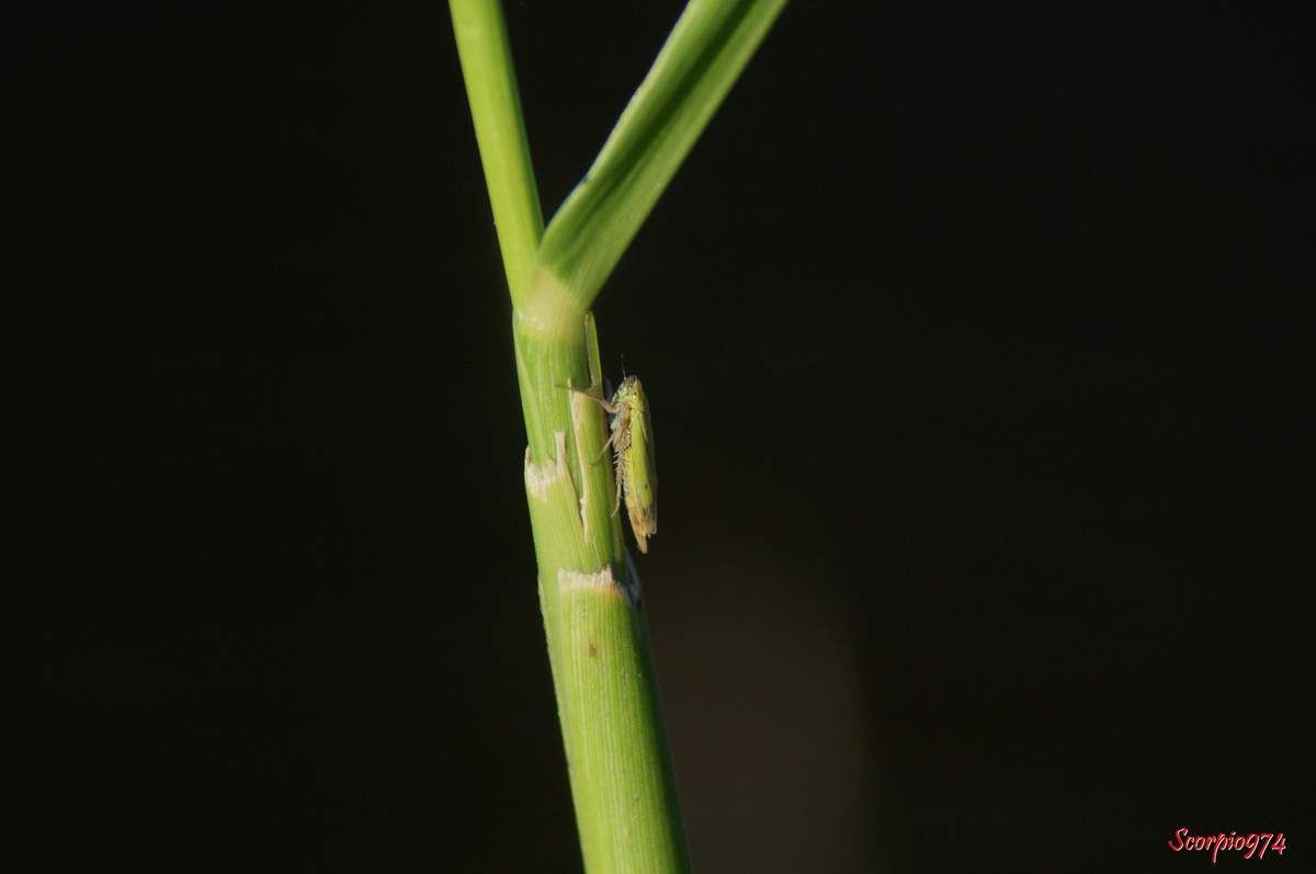 Cicadelle, cicadelle 974, cicadelle Réunion, cicadelle à la Réunion, cicadelle de la Réunion, cicadelle étang du Gol, cicadelle à Saint-Louis, insecte à l'étang du Gol, insecte, insecte à la Réunion, insecte Réunion, insecte 974, insecte de la Réunion, insecte vert tacheté de noir, insecte vert tacheté de noir 974, insecte vert tacheté de noir Réunion, insecte vert tacheté de noir à la Réunion, insecte vert tacheté de noir de la Réunion, insecte volant vert, insecte volant vert 974, insecte volant vert Réunion, insecte volant vert à la Réunion, insecte volant vert de la Réunion, cicadelle verte, cicadelle verte Réunion, cicadelle verte 974, cicadelle verte à la Réunion, cicadelle verte de la Réunion, Nephotettix modulatus (Melichar, 1912), Nephotettix modulatus (Melichar, 1912) 974, Nephotettix modulatus (Melichar, 1912) Réunion, Nephotettix modulatus (Melichar, 1912) de la Réunion, Nephotettix modulatus (Melichar, 1912) à la Réunion, Nephotettix modulatus, Nephotettix modulatus 974, Nephotettix modulatus Réunion, Nephotettix modulatus à la Réunion, Nephotettix modulatus de la Réunion, Nephotettix 974, Nephotettix, Nephotettix Réunion, Nephotettix à la Réunion, Nephotettix de la Réunion