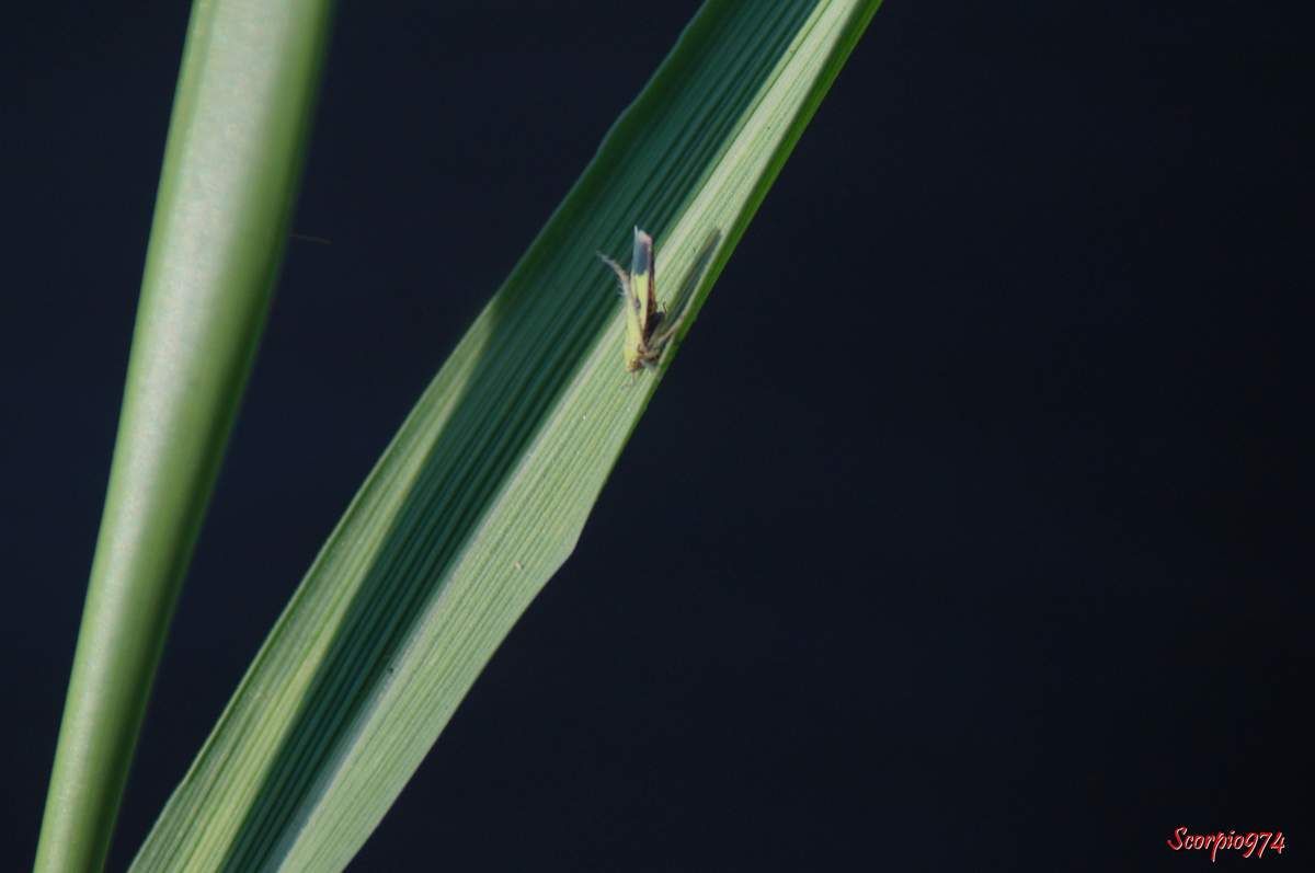 Cicadelle, cicadelle 974, cicadelle Réunion, cicadelle à la Réunion, cicadelle de la Réunion, cicadelle étang du Gol, cicadelle à Saint-Louis, insecte à l'étang du Gol, insecte, insecte à la Réunion, insecte Réunion, insecte 974, insecte de la Réunion, insecte vert tacheté de noir, insecte vert tacheté de noir 974, insecte vert tacheté de noir Réunion, insecte vert tacheté de noir à la Réunion, insecte vert tacheté de noir de la Réunion, insecte volant vert, insecte volant vert 974, insecte volant vert Réunion, insecte volant vert à la Réunion, insecte volant vert de la Réunion, cicadelle verte, cicadelle verte Réunion, cicadelle verte 974, cicadelle verte à la Réunion, cicadelle verte de la Réunion, Nephotettix modulatus (Melichar, 1912), Nephotettix modulatus (Melichar, 1912) 974, Nephotettix modulatus (Melichar, 1912) Réunion, Nephotettix modulatus (Melichar, 1912) de la Réunion, Nephotettix modulatus (Melichar, 1912) à la Réunion, Nephotettix modulatus, Nephotettix modulatus 974, Nephotettix modulatus Réunion, Nephotettix modulatus à la Réunion, Nephotettix modulatus de la Réunion, Nephotettix 974, Nephotettix, Nephotettix Réunion, Nephotettix à la Réunion, Nephotettix de la Réunion