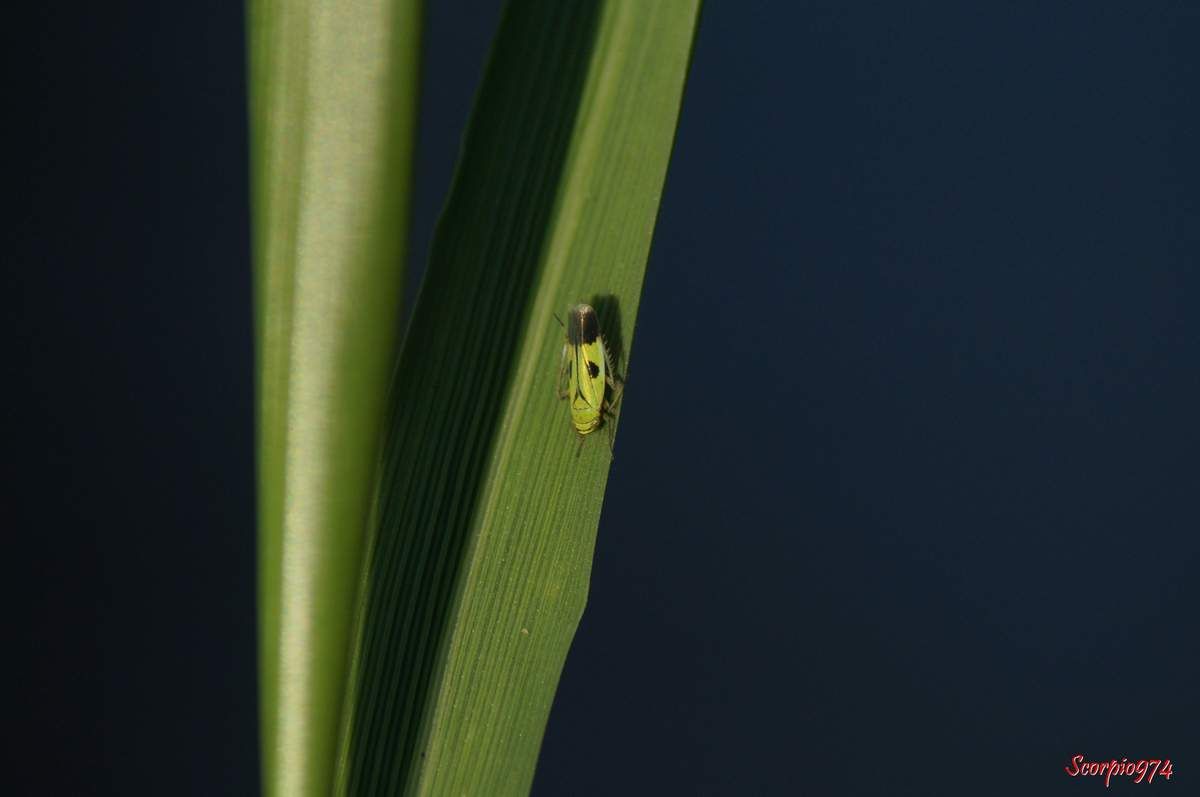 Cicadelle, cicadelle 974, cicadelle Réunion, cicadelle à la Réunion, cicadelle de la Réunion, cicadelle étang du Gol, cicadelle à Saint-Louis, insecte à l'étang du Gol, insecte, insecte à la Réunion, insecte Réunion, insecte 974, insecte de la Réunion, insecte vert tacheté de noir, insecte vert tacheté de noir 974, insecte vert tacheté de noir Réunion, insecte vert tacheté de noir à la Réunion, insecte vert tacheté de noir de la Réunion, insecte volant vert, insecte volant vert 974, insecte volant vert Réunion, insecte volant vert à la Réunion, insecte volant vert de la Réunion, cicadelle verte, cicadelle verte Réunion, cicadelle verte 974, cicadelle verte à la Réunion, cicadelle verte de la Réunion, Nephotettix modulatus (Melichar, 1912), Nephotettix modulatus (Melichar, 1912) 974, Nephotettix modulatus (Melichar, 1912) Réunion, Nephotettix modulatus (Melichar, 1912) de la Réunion, Nephotettix modulatus (Melichar, 1912) à la Réunion, Nephotettix modulatus, Nephotettix modulatus 974, Nephotettix modulatus Réunion, Nephotettix modulatus à la Réunion, Nephotettix modulatus de la Réunion, Nephotettix 974, Nephotettix, Nephotettix Réunion, Nephotettix à la Réunion, Nephotettix de la Réunion