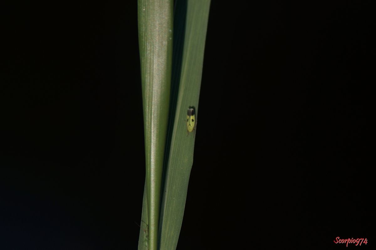 Cicadelle, cicadelle 974, cicadelle Réunion, cicadelle à la Réunion, cicadelle de la Réunion, cicadelle étang du Gol, cicadelle à Saint-Louis, insecte à l'étang du Gol, insecte, insecte à la Réunion, insecte Réunion, insecte 974, insecte de la Réunion, insecte vert tacheté de noir, insecte vert tacheté de noir 974, insecte vert tacheté de noir Réunion, insecte vert tacheté de noir à la Réunion, insecte vert tacheté de noir de la Réunion, insecte volant vert, insecte volant vert 974, insecte volant vert Réunion, insecte volant vert à la Réunion, insecte volant vert de la Réunion, cicadelle verte, cicadelle verte Réunion, cicadelle verte 974, cicadelle verte à la Réunion, cicadelle verte de la Réunion, Nephotettix modulatus (Melichar, 1912), Nephotettix modulatus (Melichar, 1912) 974, Nephotettix modulatus (Melichar, 1912) Réunion, Nephotettix modulatus (Melichar, 1912) de la Réunion, Nephotettix modulatus (Melichar, 1912) à la Réunion, Nephotettix modulatus, Nephotettix modulatus 974, Nephotettix modulatus Réunion, Nephotettix modulatus à la Réunion, Nephotettix modulatus de la Réunion, Nephotettix 974, Nephotettix, Nephotettix Réunion, Nephotettix à la Réunion, Nephotettix de la Réunion