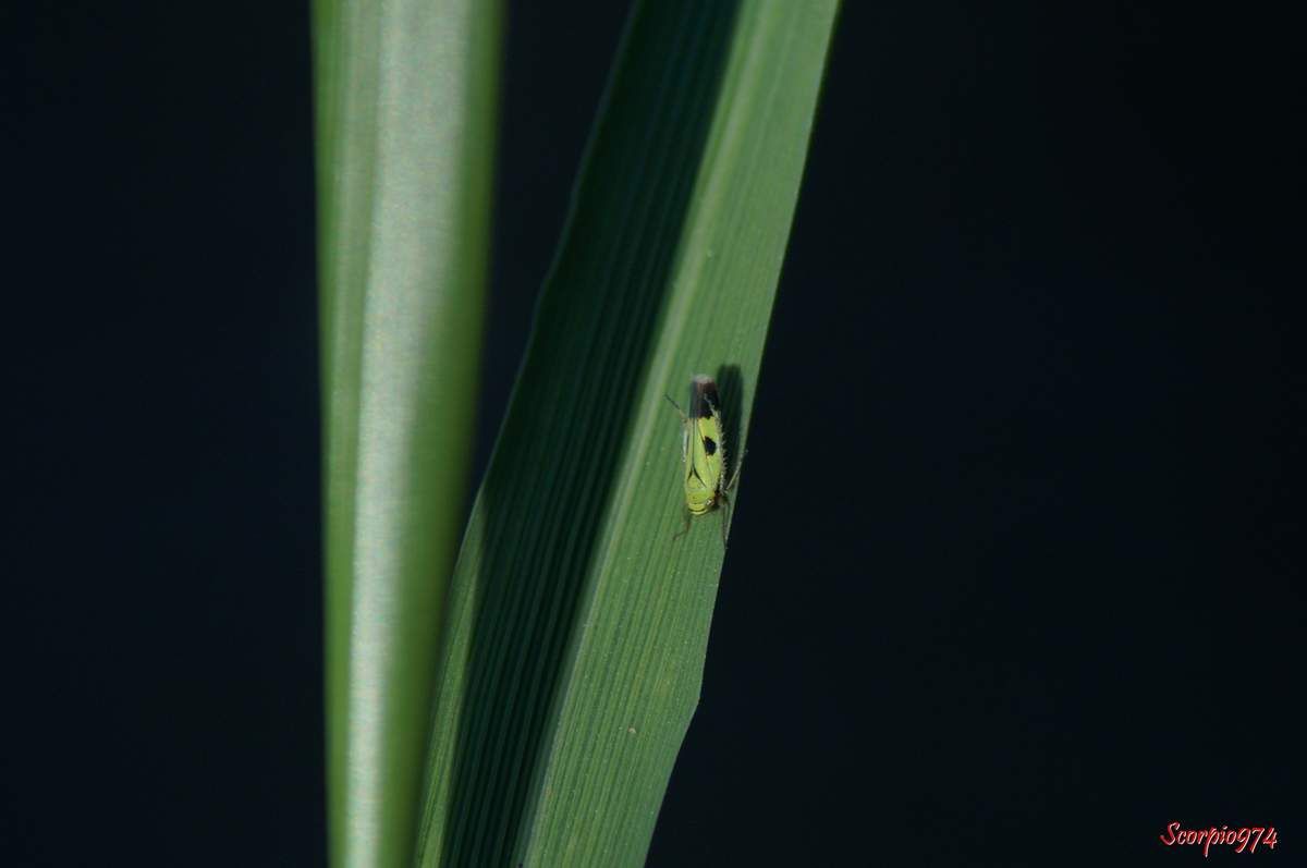 Cicadelle, cicadelle 974, cicadelle Réunion, cicadelle à la Réunion, cicadelle de la Réunion, cicadelle étang du Gol, cicadelle à Saint-Louis, insecte à l'étang du Gol, insecte, insecte à la Réunion, insecte Réunion, insecte 974, insecte de la Réunion, insecte vert tacheté de noir, insecte vert tacheté de noir 974, insecte vert tacheté de noir Réunion, insecte vert tacheté de noir à la Réunion, insecte vert tacheté de noir de la Réunion, insecte volant vert, insecte volant vert 974, insecte volant vert Réunion, insecte volant vert à la Réunion, insecte volant vert de la Réunion, cicadelle verte, cicadelle verte Réunion, cicadelle verte 974, cicadelle verte à la Réunion, cicadelle verte de la Réunion, Nephotettix modulatus (Melichar, 1912), Nephotettix modulatus (Melichar, 1912) 974, Nephotettix modulatus (Melichar, 1912) Réunion, Nephotettix modulatus (Melichar, 1912) de la Réunion, Nephotettix modulatus (Melichar, 1912) à la Réunion, Nephotettix modulatus, Nephotettix modulatus 974, Nephotettix modulatus Réunion, Nephotettix modulatus à la Réunion, Nephotettix modulatus de la Réunion, Nephotettix 974, Nephotettix, Nephotettix Réunion, Nephotettix à la Réunion, Nephotettix de la Réunion