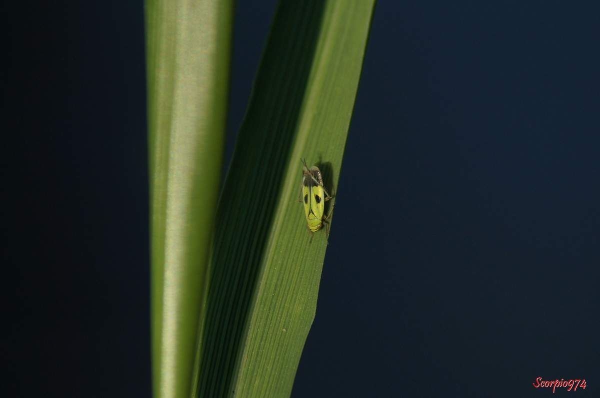 Cicadelle, cicadelle 974, cicadelle Réunion, cicadelle à la Réunion, cicadelle de la Réunion, cicadelle étang du Gol, cicadelle à Saint-Louis, insecte à l'étang du Gol, insecte, insecte à la Réunion, insecte Réunion, insecte 974, insecte de la Réunion, insecte vert tacheté de noir, insecte vert tacheté de noir 974, insecte vert tacheté de noir Réunion, insecte vert tacheté de noir à la Réunion, insecte vert tacheté de noir de la Réunion, insecte volant vert, insecte volant vert 974, insecte volant vert Réunion, insecte volant vert à la Réunion, insecte volant vert de la Réunion, cicadelle verte, cicadelle verte Réunion, cicadelle verte 974, cicadelle verte à la Réunion, cicadelle verte de la Réunion, Nephotettix modulatus (Melichar, 1912), Nephotettix modulatus (Melichar, 1912) 974, Nephotettix modulatus (Melichar, 1912) Réunion, Nephotettix modulatus (Melichar, 1912) de la Réunion, Nephotettix modulatus (Melichar, 1912) à la Réunion, Nephotettix modulatus, Nephotettix modulatus 974, Nephotettix modulatus Réunion, Nephotettix modulatus à la Réunion, Nephotettix modulatus de la Réunion, Nephotettix 974, Nephotettix, Nephotettix Réunion, Nephotettix à la Réunion, Nephotettix de la Réunion