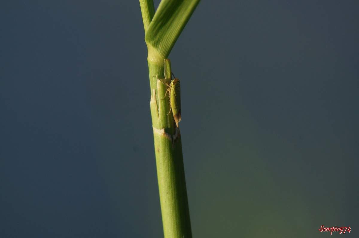 CCicadelle, cicadelle 974, cicadelle Réunion, cicadelle à la Réunion, cicadelle de la Réunion, cicadelle étang du Gol, cicadelle à Saint-Louis, insecte à l'étang du Gol, insecte, insecte à la Réunion, insecte Réunion, insecte 974, insecte de la Réunion, insecte vert tacheté de noir, insecte vert tacheté de noir 974, insecte vert tacheté de noir Réunion, insecte vert tacheté de noir à la Réunion, insecte vert tacheté de noir de la Réunion, insecte volant vert, insecte volant vert 974, insecte volant vert Réunion, insecte volant vert à la Réunion, insecte volant vert de la Réunion, cicadelle verte, cicadelle verte Réunion, cicadelle verte 974, cicadelle verte à la Réunion, cicadelle verte de la Réunion, Nephotettix modulatus (Melichar, 1912), Nephotettix modulatus (Melichar, 1912) 974, Nephotettix modulatus (Melichar, 1912) Réunion, Nephotettix modulatus (Melichar, 1912) de la Réunion, Nephotettix modulatus (Melichar, 1912) à la Réunion, Nephotettix modulatus, Nephotettix modulatus 974, Nephotettix modulatus Réunion, Nephotettix modulatus à la Réunion, Nephotettix modulatus de la Réunion, Nephotettix 974, Nephotettix, Nephotettix Réunion, Nephotettix à la Réunion, Nephotettix de la Réunion