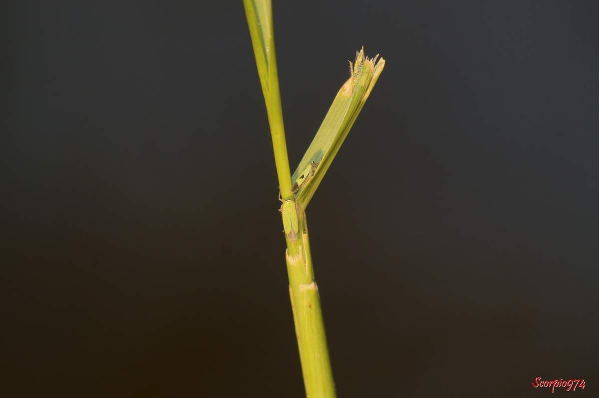 Cicadelle, cicadelle 974, cicadelle Réunion, cicadelle à la Réunion, cicadelle de la Réunion, cicadelle étang du Gol, cicadelle à Saint-Louis, insecte à l'étang du Gol, insecte, insecte à la Réunion, insecte Réunion, insecte 974, insecte de la Réunion, insecte vert tacheté de noir, insecte vert tacheté de noir 974, insecte vert tacheté de noir Réunion, insecte vert tacheté de noir à la Réunion, insecte vert tacheté de noir de la Réunion, insecte volant vert, insecte volant vert 974, insecte volant vert Réunion, insecte volant vert à la Réunion, insecte volant vert de la Réunion, cicadelle verte, cicadelle verte Réunion, cicadelle verte 974, cicadelle verte à la Réunion, cicadelle verte de la Réunion, Nephotettix modulatus (Melichar, 1912), Nephotettix modulatus (Melichar, 1912) 974, Nephotettix modulatus (Melichar, 1912) Réunion, Nephotettix modulatus (Melichar, 1912) de la Réunion, Nephotettix modulatus (Melichar, 1912) à la Réunion, Nephotettix modulatus, Nephotettix modulatus 974, Nephotettix modulatus Réunion, Nephotettix modulatus à la Réunion, Nephotettix modulatus de la Réunion, Nephotettix 974, Nephotettix, Nephotettix Réunion, Nephotettix à la Réunion, Nephotettix de la Réunion