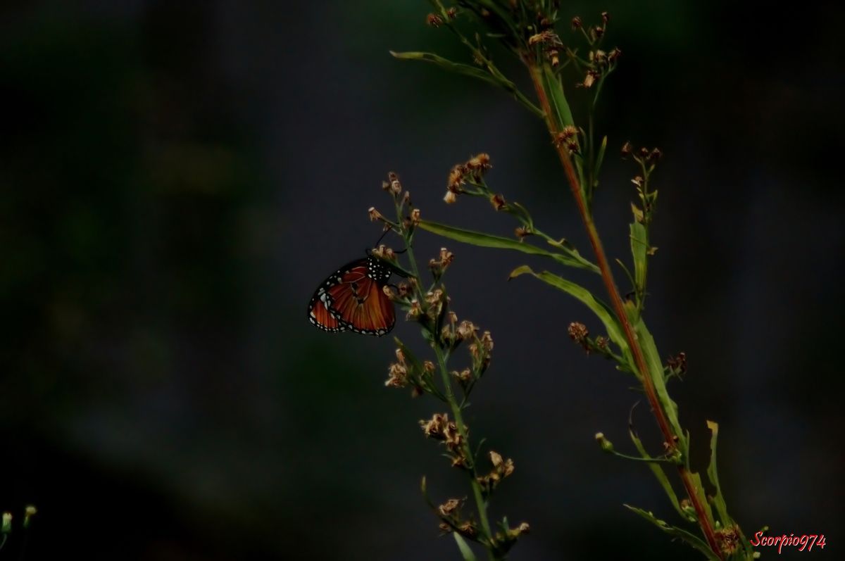 Le Petit monarque, Danaus chrysippus (Linnaeus, 1758), Papilio chrysippus (Linnaeus, 1758), Anosia chrysippus,papillon, papillon orange, papillon orange tacheté de noir.